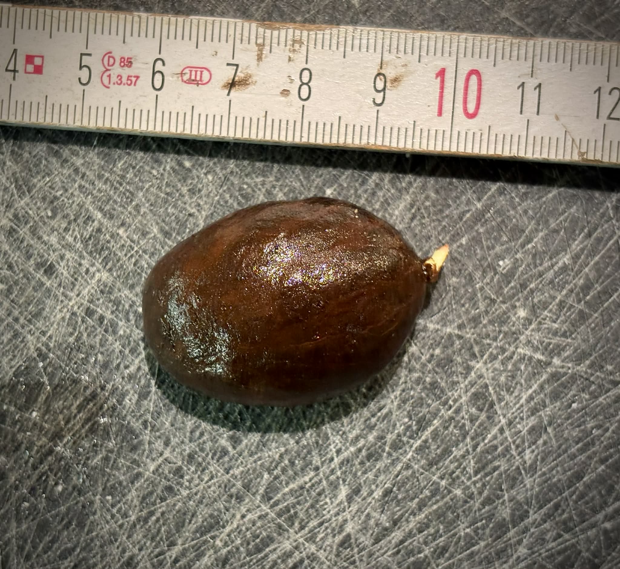 Garcinia bahiensis - 1 germinated seed / 1 gekeimter Samen