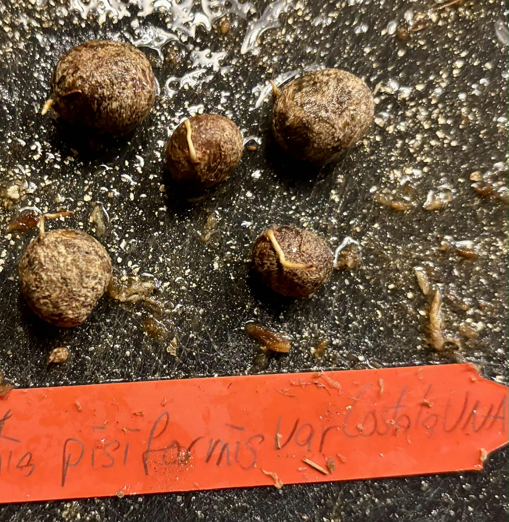 Eugenia sect. pisiformis var. Maruim - 1 germinated seed / 1 gekeimter Samen