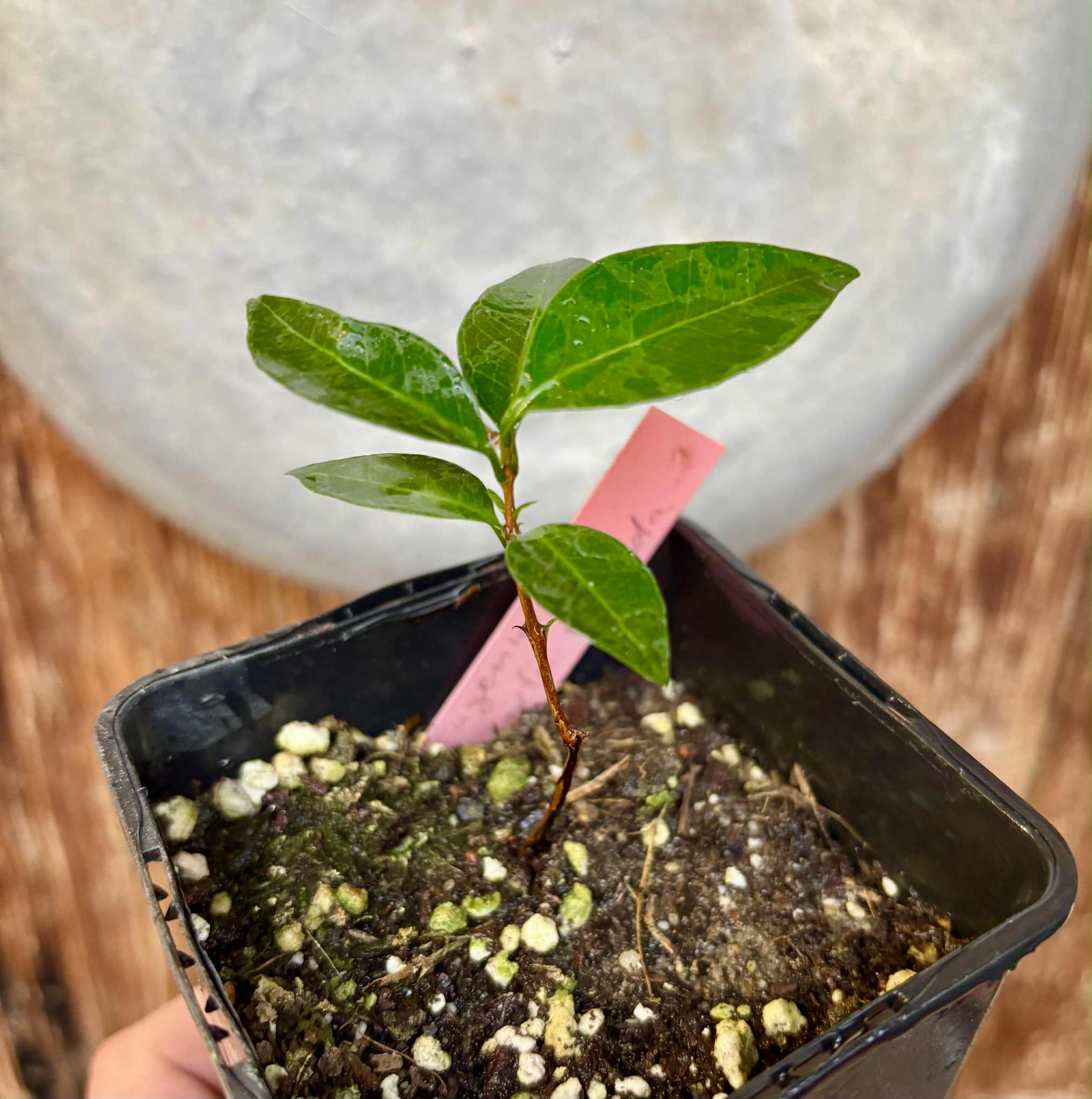 Eugenia sp Amarela Redonda - 1 potted seedling / 1 getopfter Sämling