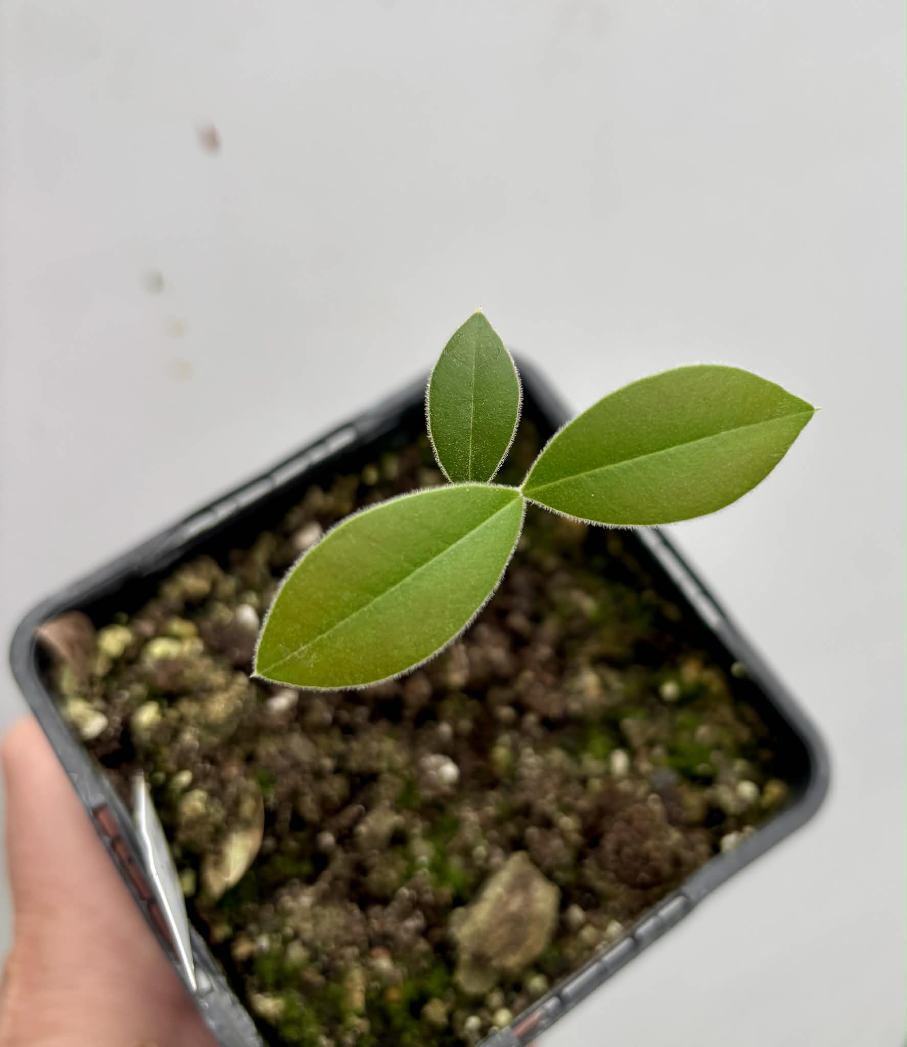 Myrcianthes pungens - Guabiju - 1 potted plant / 1 getopfte Pflanze
