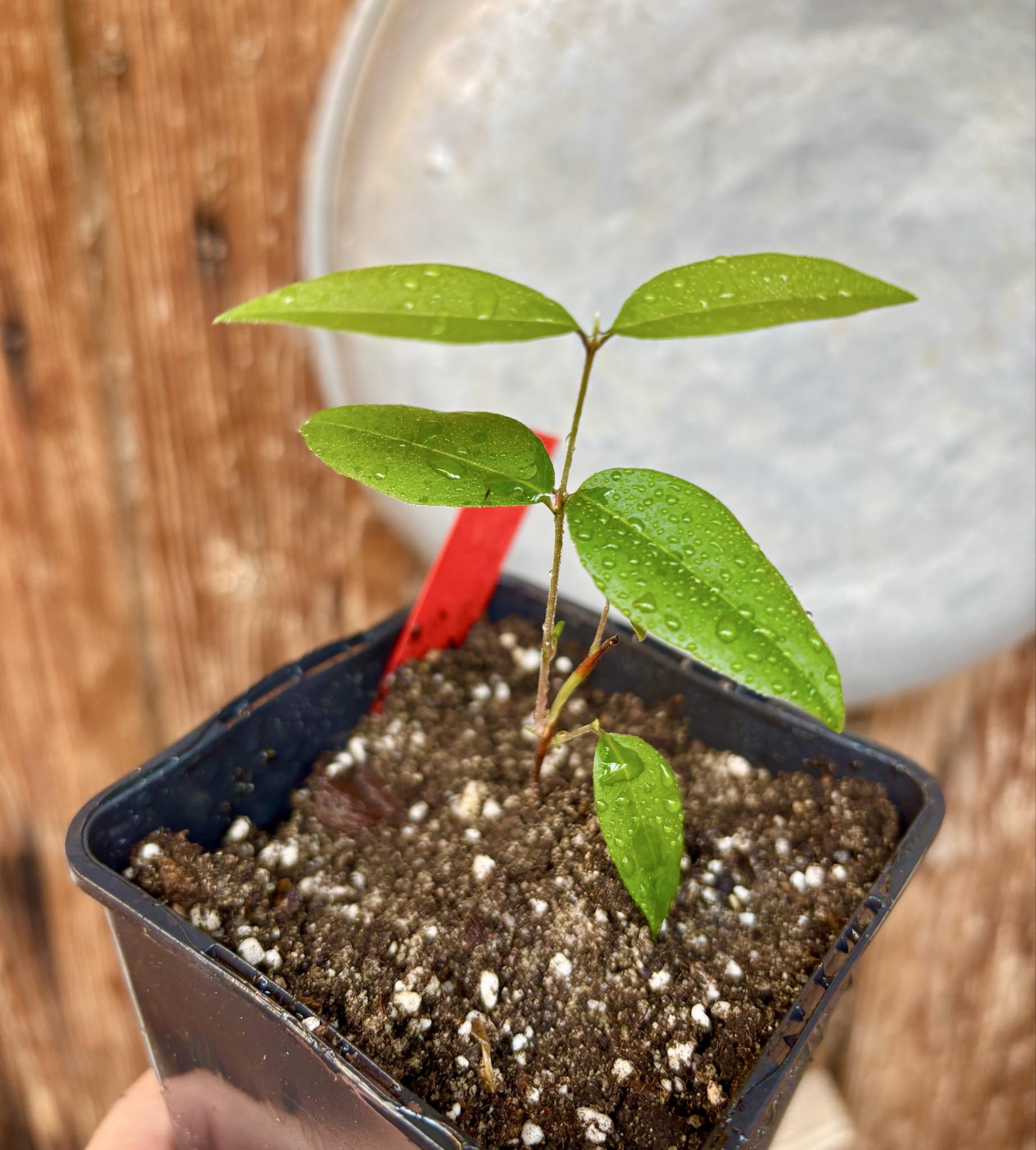 Uvaia do Visconde (Eugenia beaurepairiana) - potted seedling / 1 getopfter Sämling