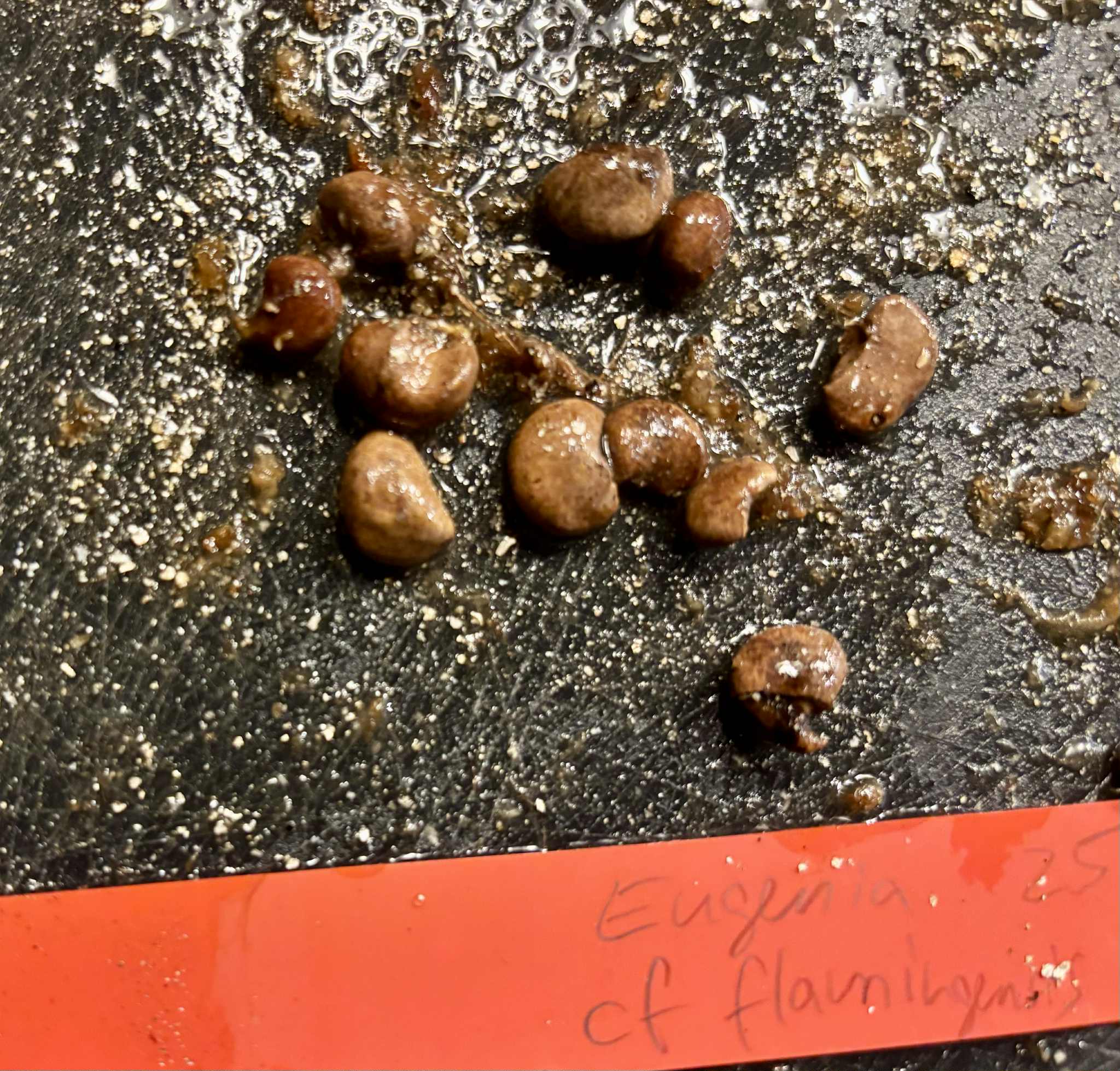 Eugenia cf flamingensis var. Folha miuda - 1 germinated seed / 1 gekeimter Samen