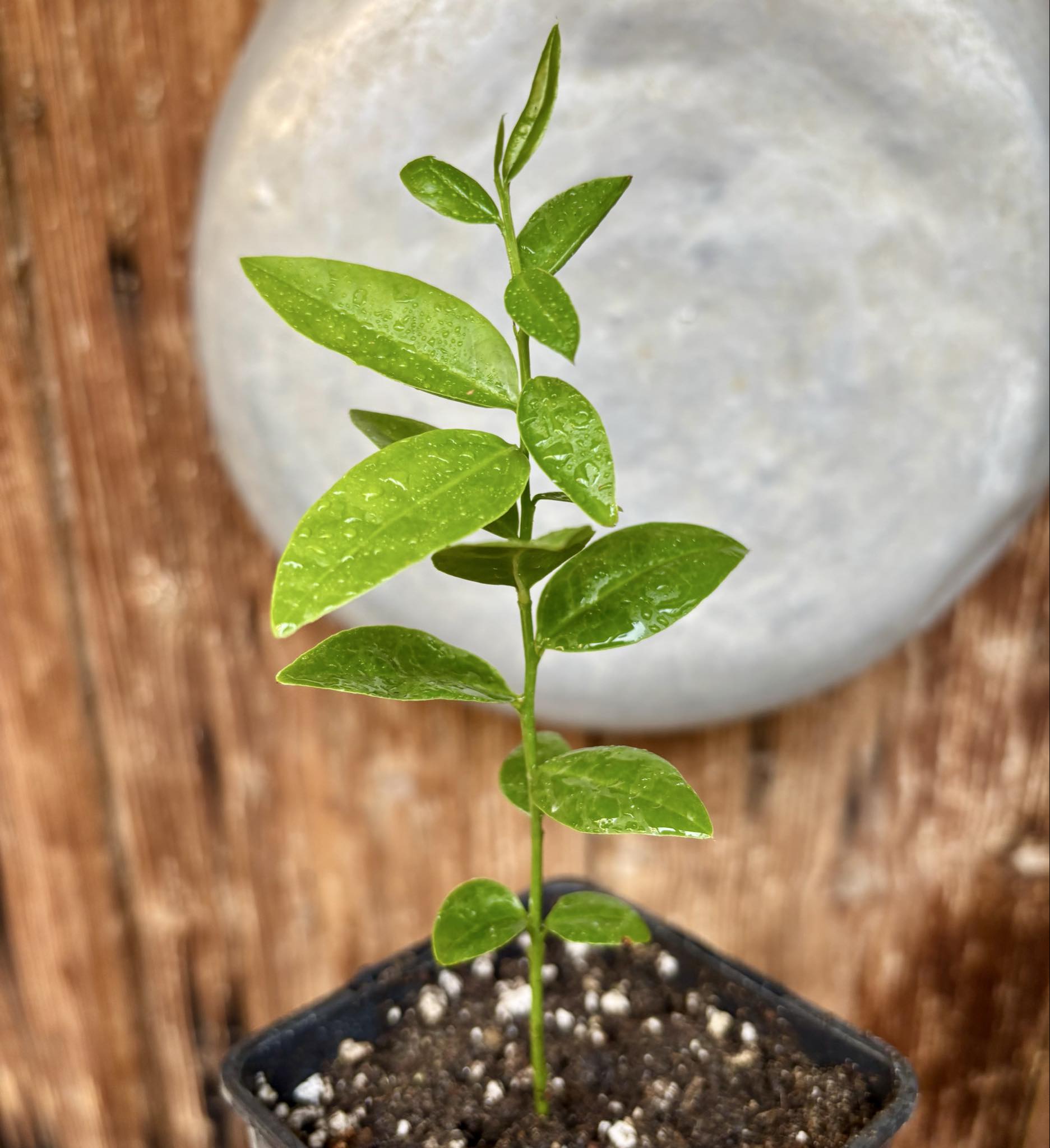 Ximenia americana - Ameixa da Caatinga - 1 potted seedling / 1 getopfter Sämling