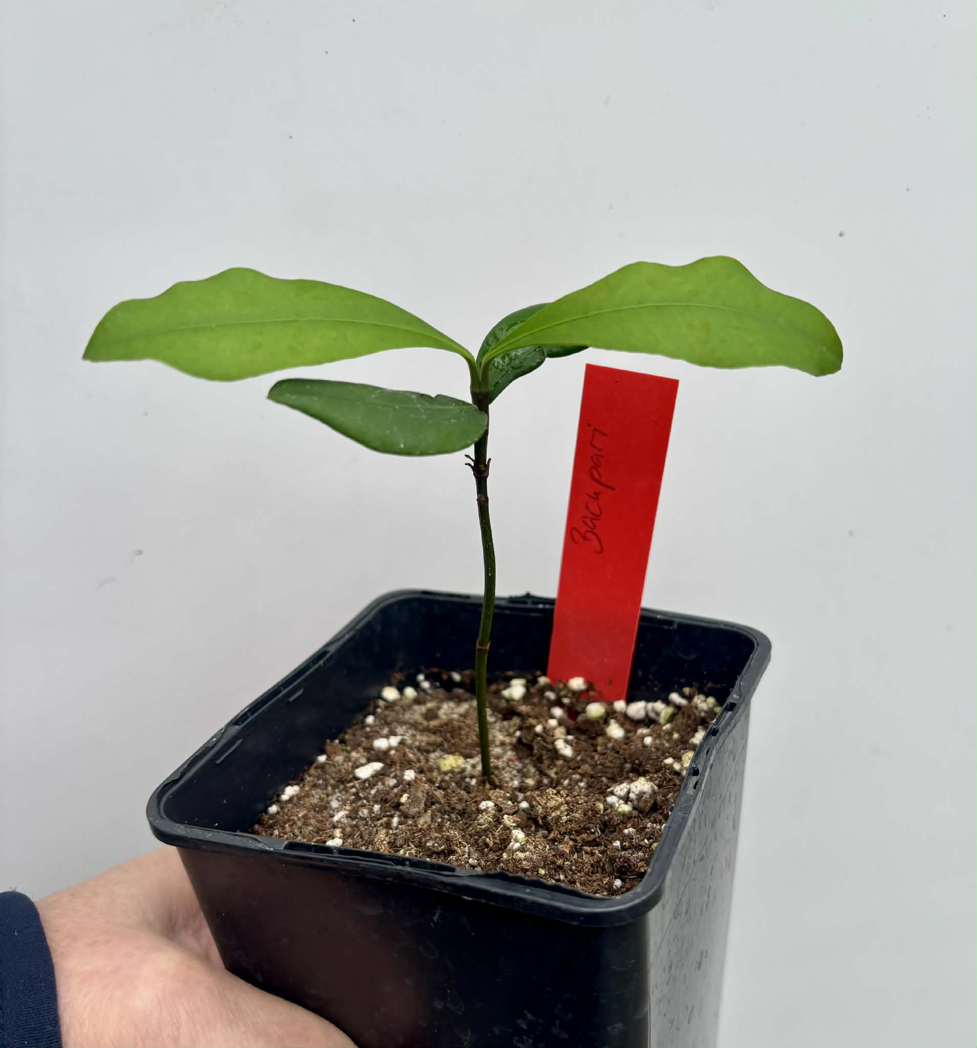 Bacupari  (Garcinia brasiliensis) -  1 potted seedling / 1 getopfter Sämling