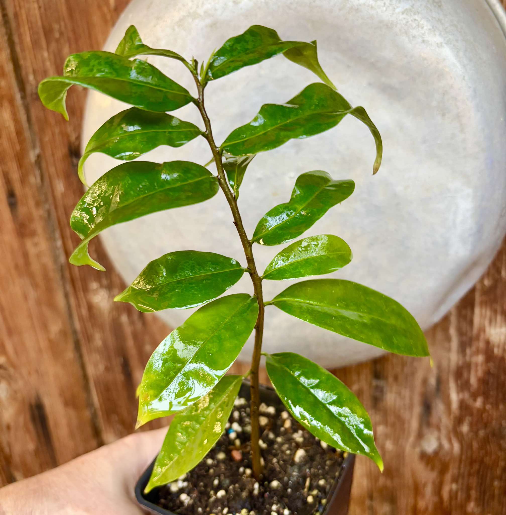 Annona muricata - Soursop / Stachelannone  - 1 potted plant / 1 getopfte Pflanze