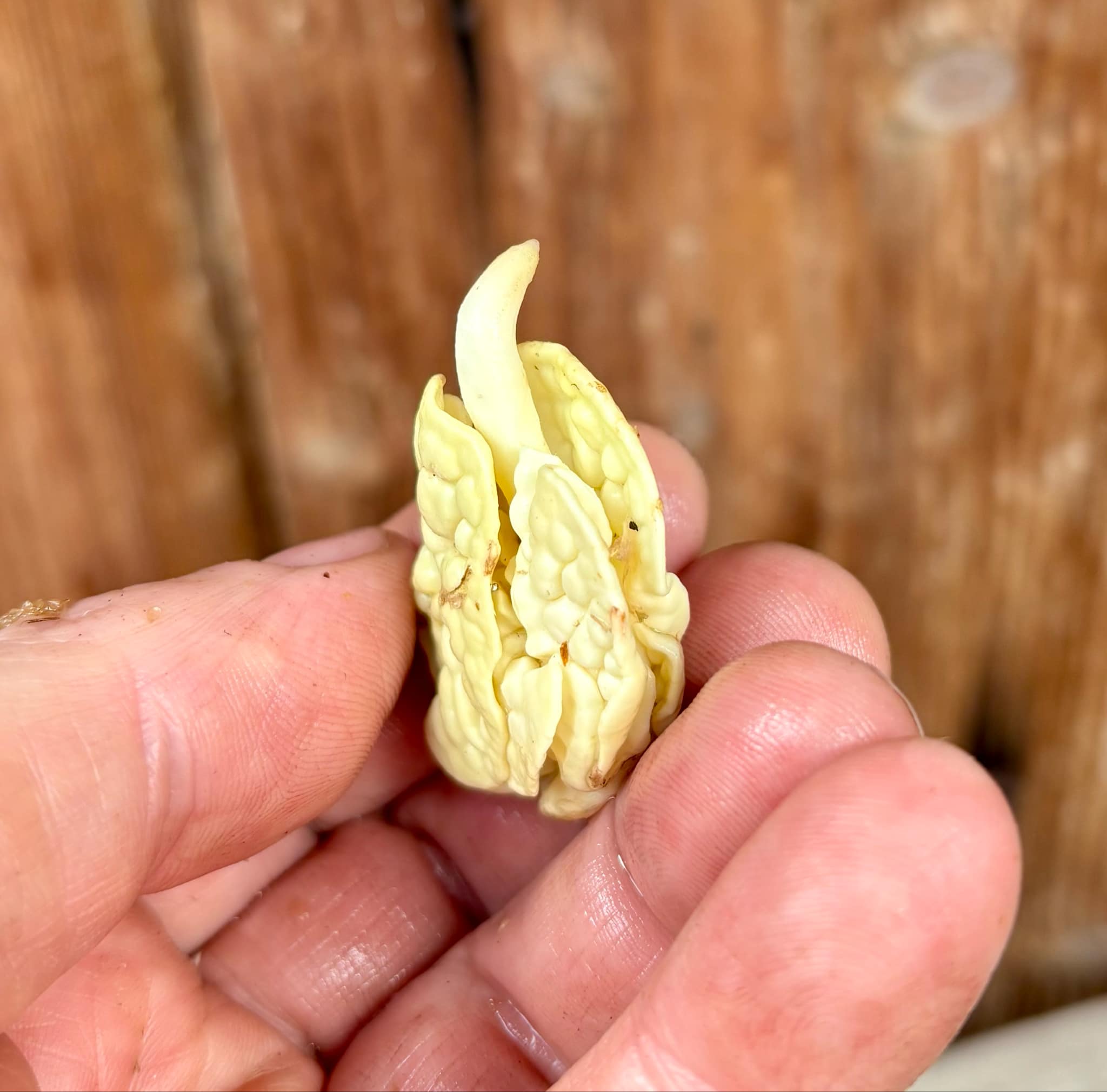 Chupa-Chupa (Matisia cordata)  -  1 germinated seed / 1 gekeimter Samen
