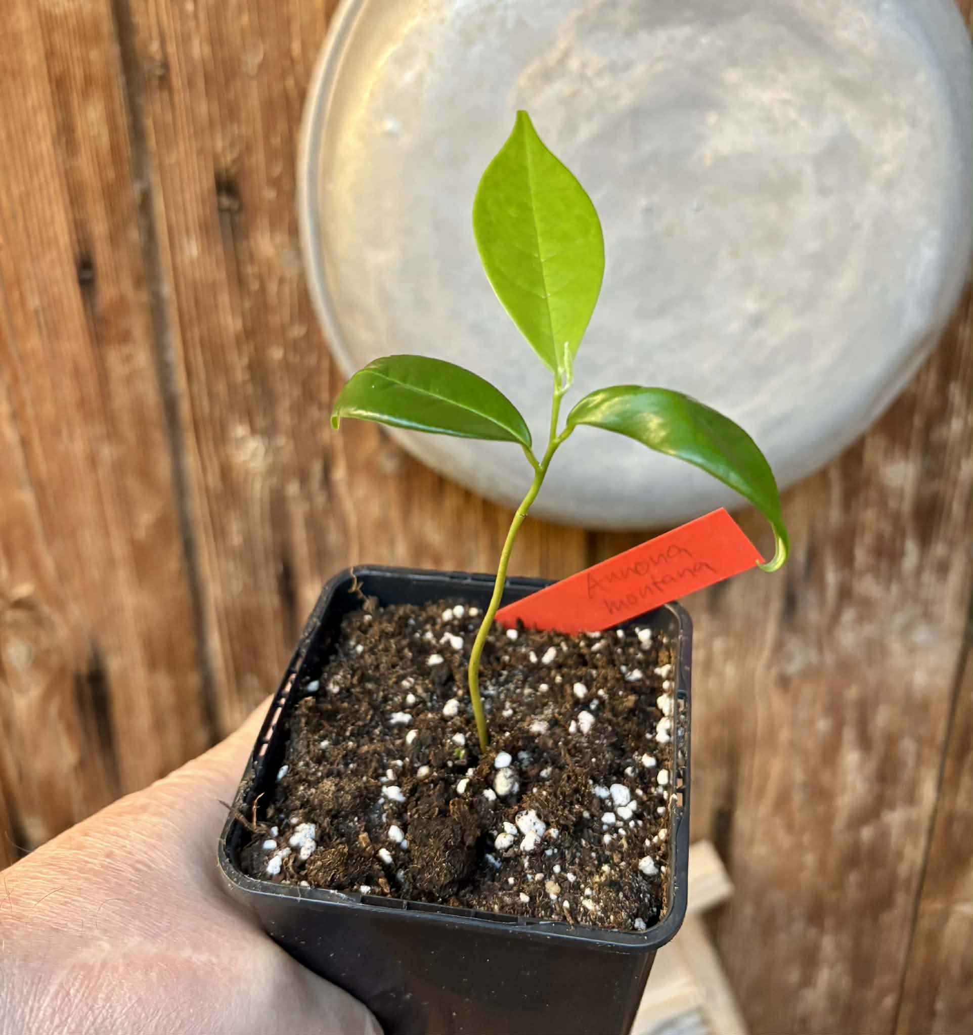 Annona montana - Mountain Soursop - 1 potted plant / 1 getopfte Pflanze
