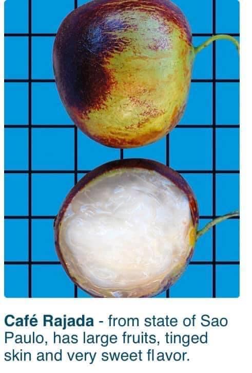 8+ years old - Jaboticaba Cafe Rajada (Plinia trunciflora var Cafe Rajada) - 1 potted plant / 1 getopfte Pflanze