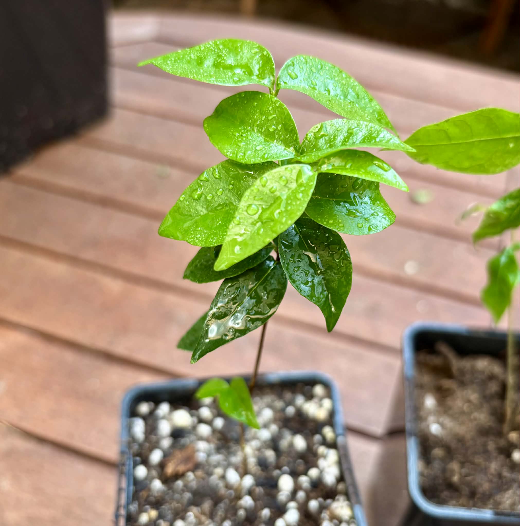 Collection of 5 exotic fruit plants for beginners  -  5 different potted plants / 5 verschiedene, getopfte Pflanzen