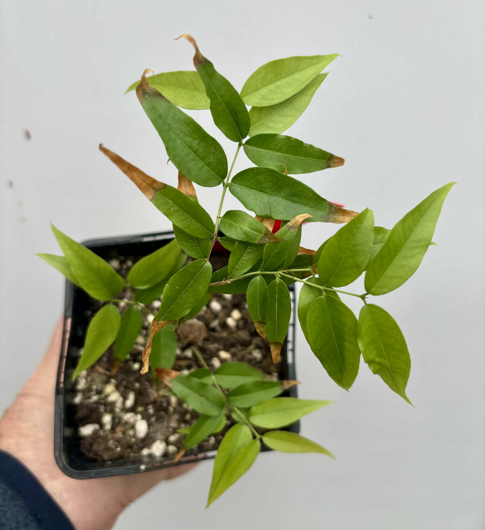 Plinia sp. Listrada - 1 potted seedling / 1 getopfter Sämling