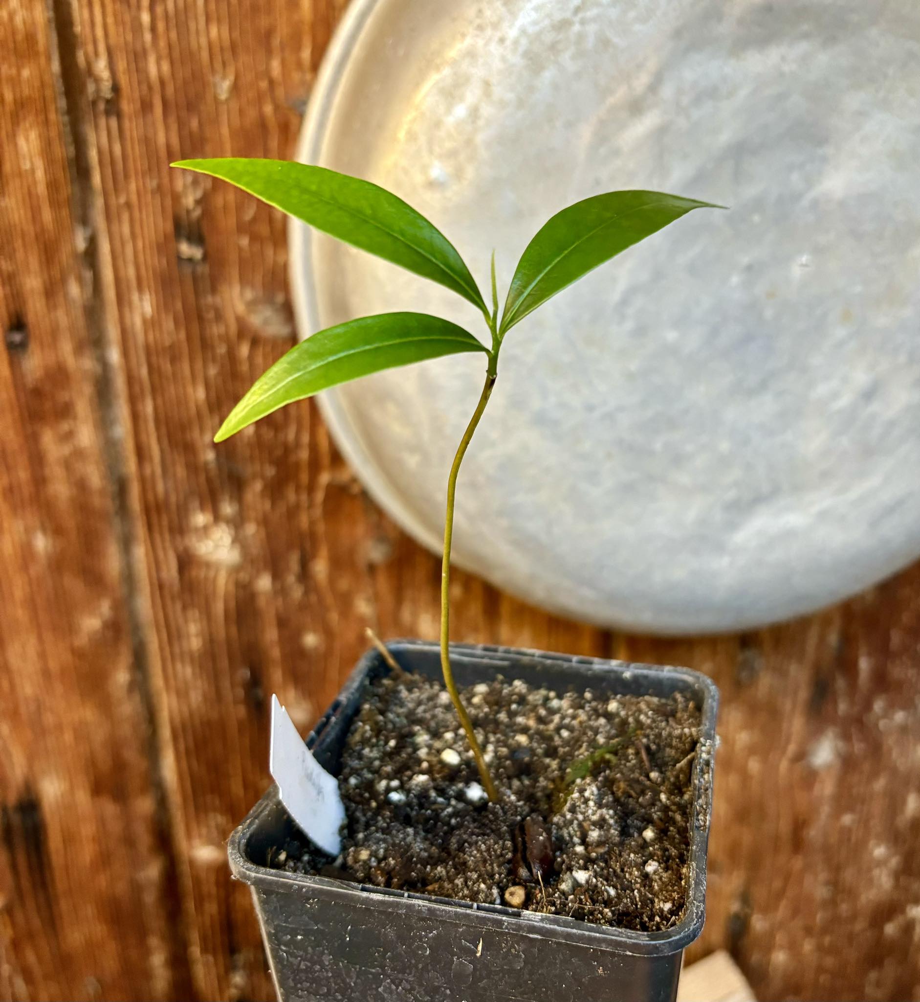 Duguetia lanceolata - Pindaiba - 1 potted seedling / 1 getopfter Sämling