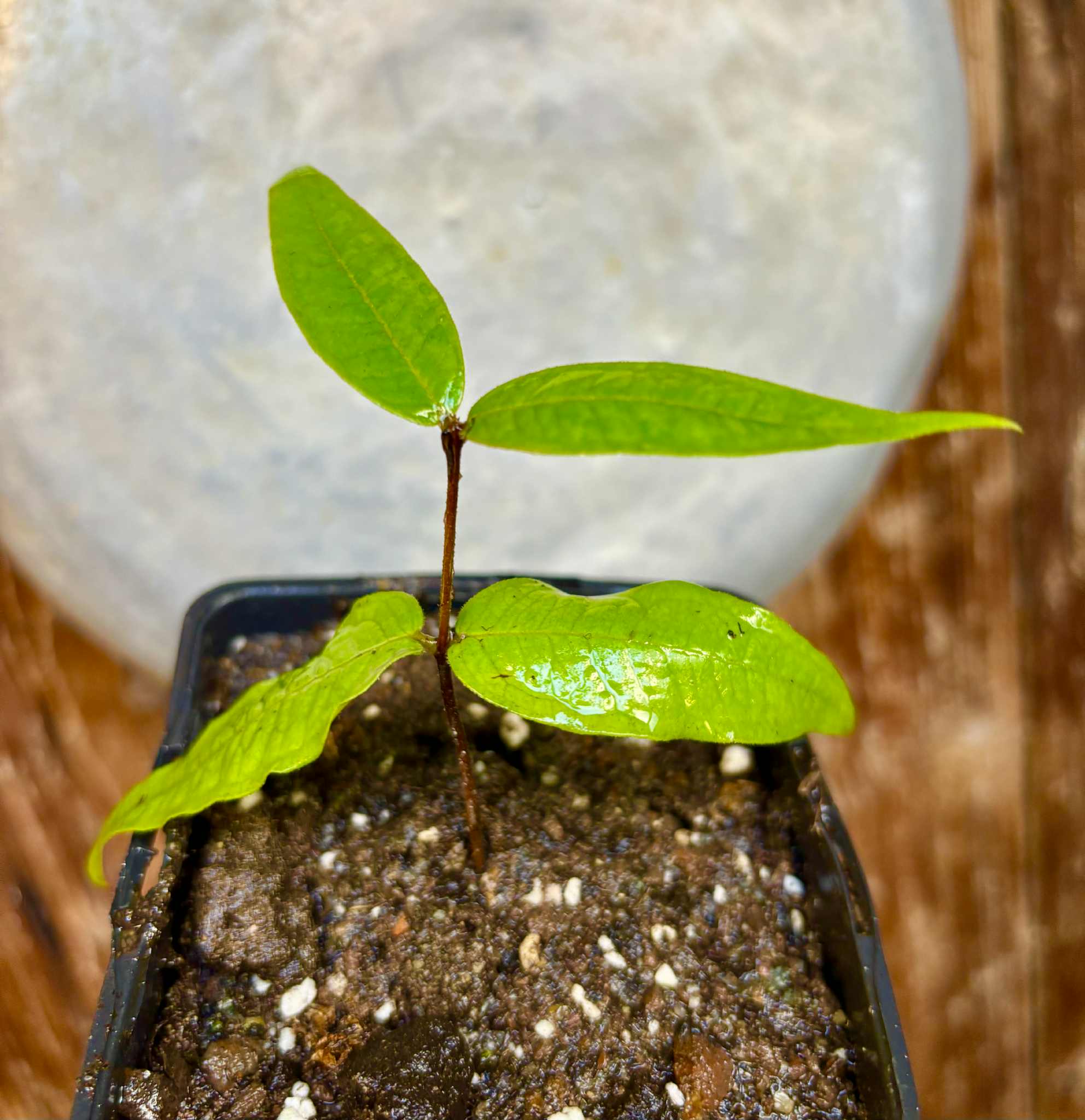Plinia aureana "Branca Costada"  - 1 rooted, potted cutting / 1 bewurzelter, getopfter Steckling