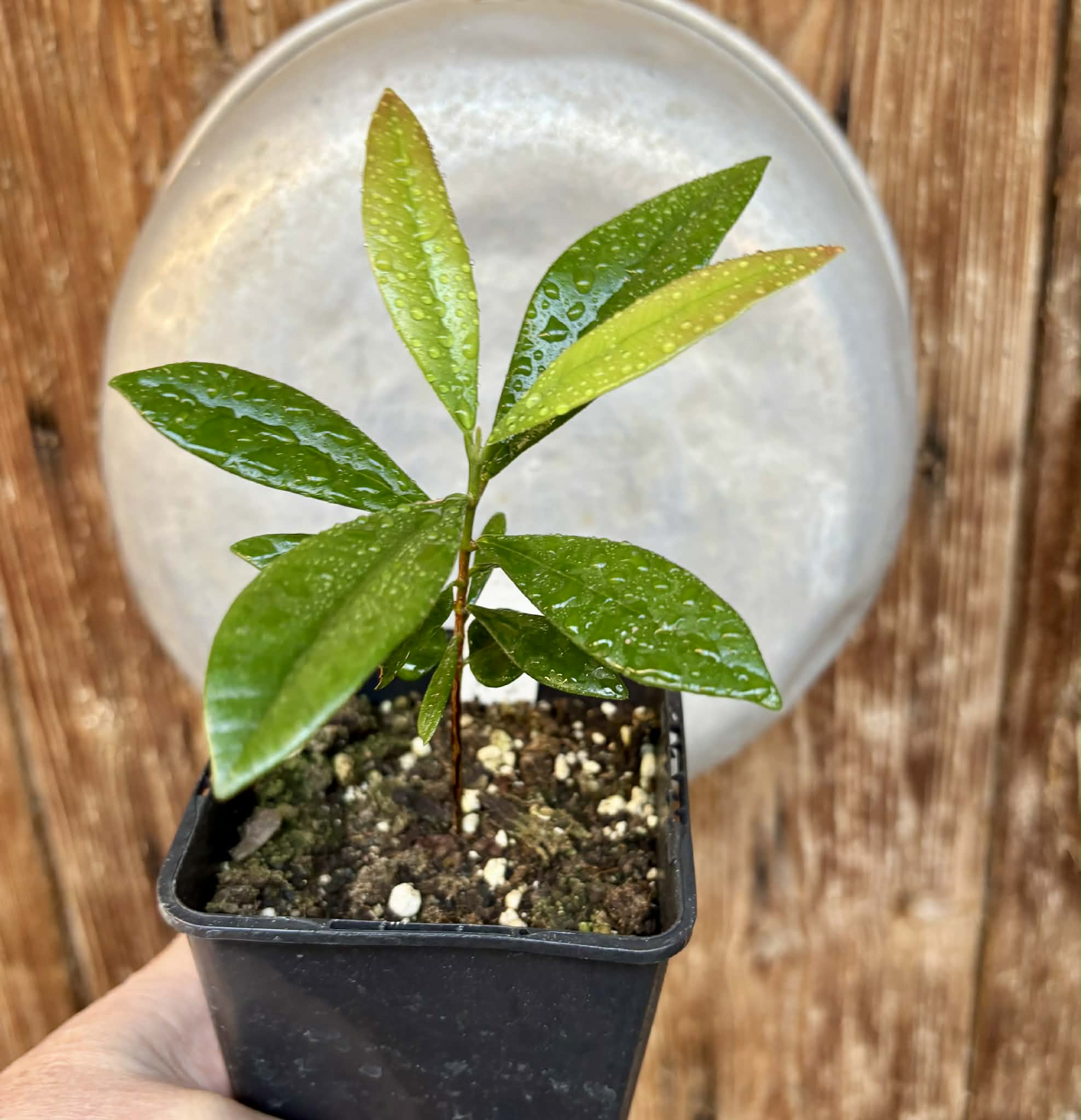 Myrcia luschnathiana -  1 potted seedling / 1 getopfter Sämling