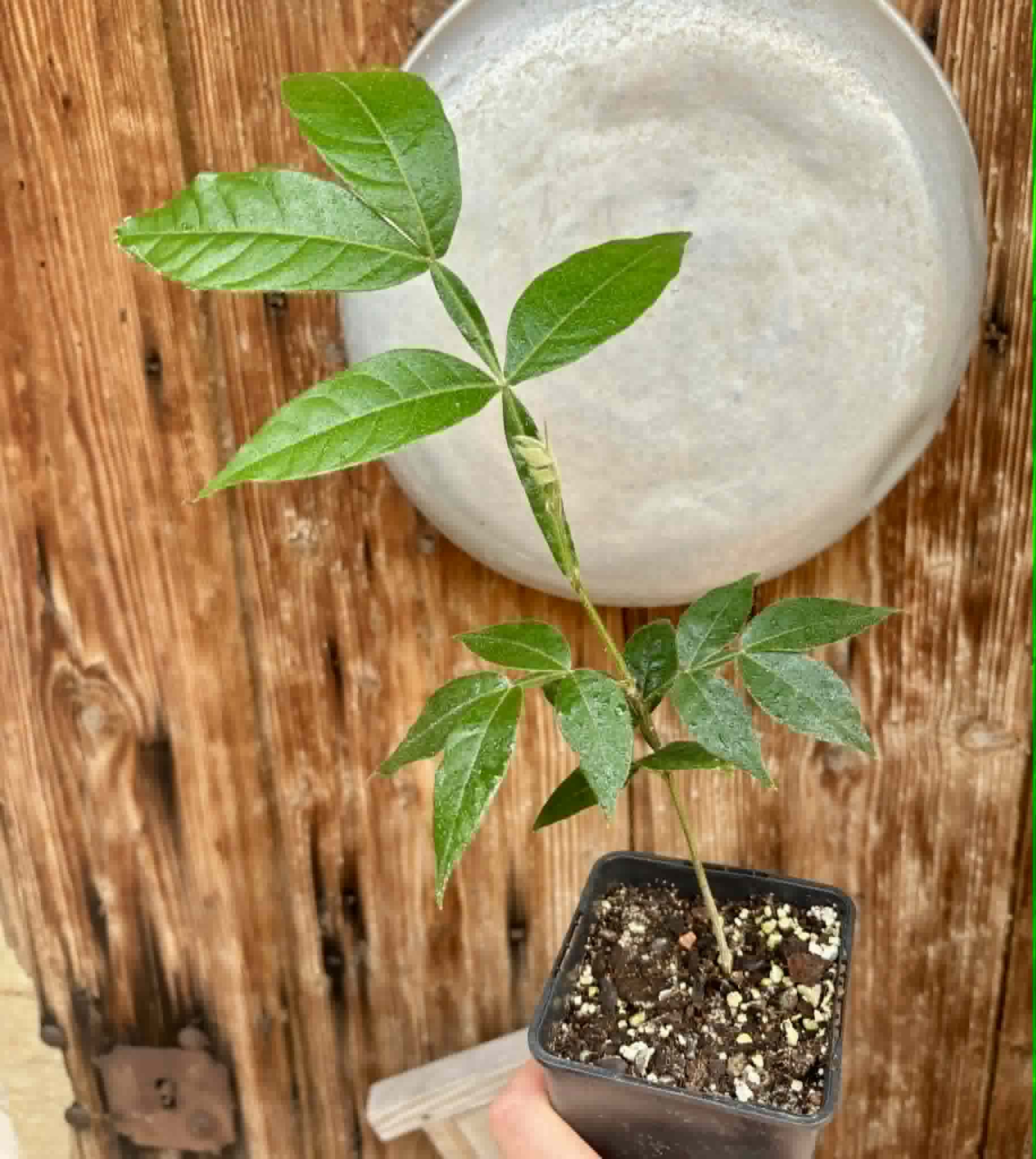 Inga velutina  - 1 potted seedling / 1 getopfter Sämling
