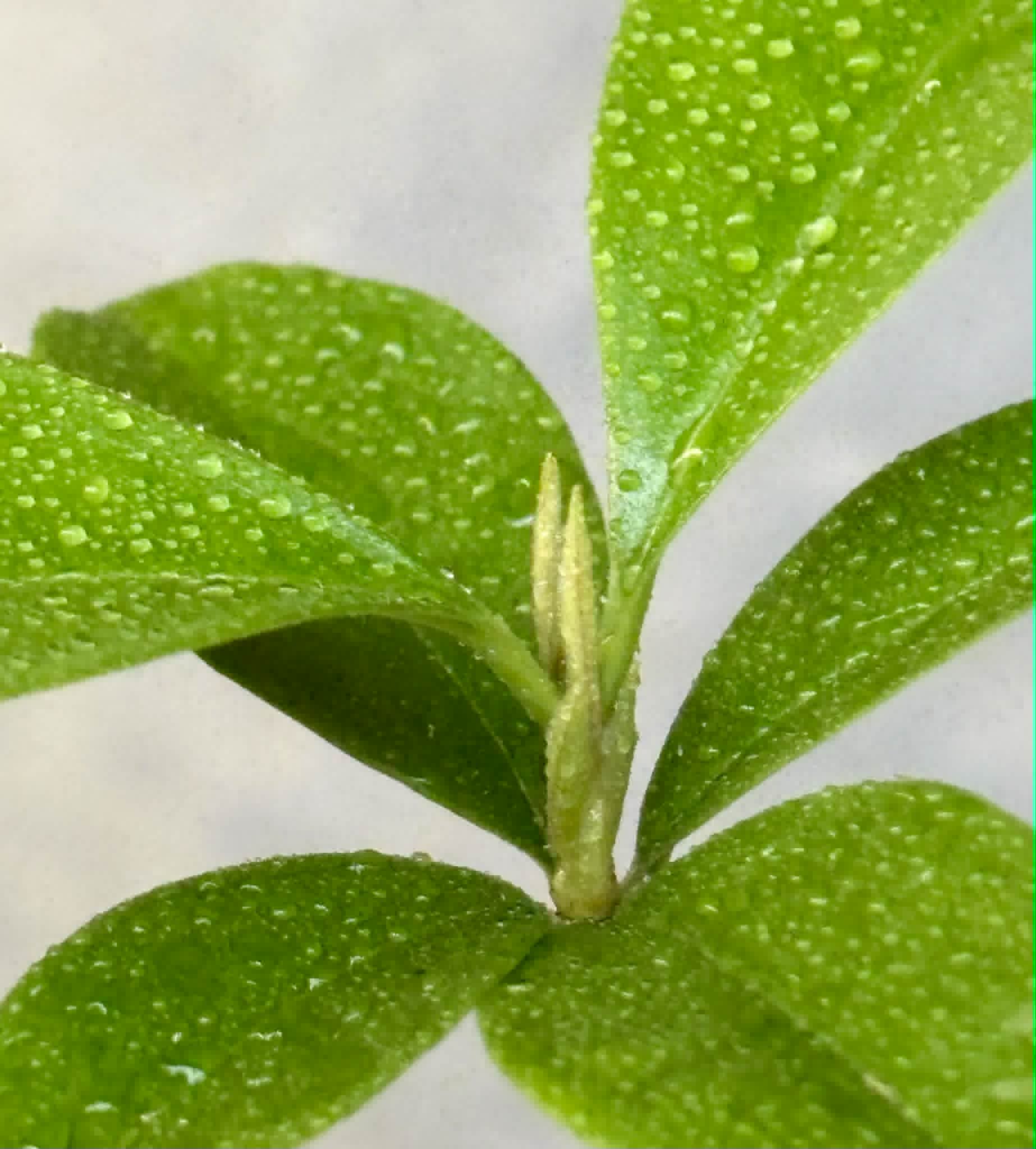 Grumixama (Eugenia brasiliensis) - 1 potted plant / 1 getopfte Pflanze