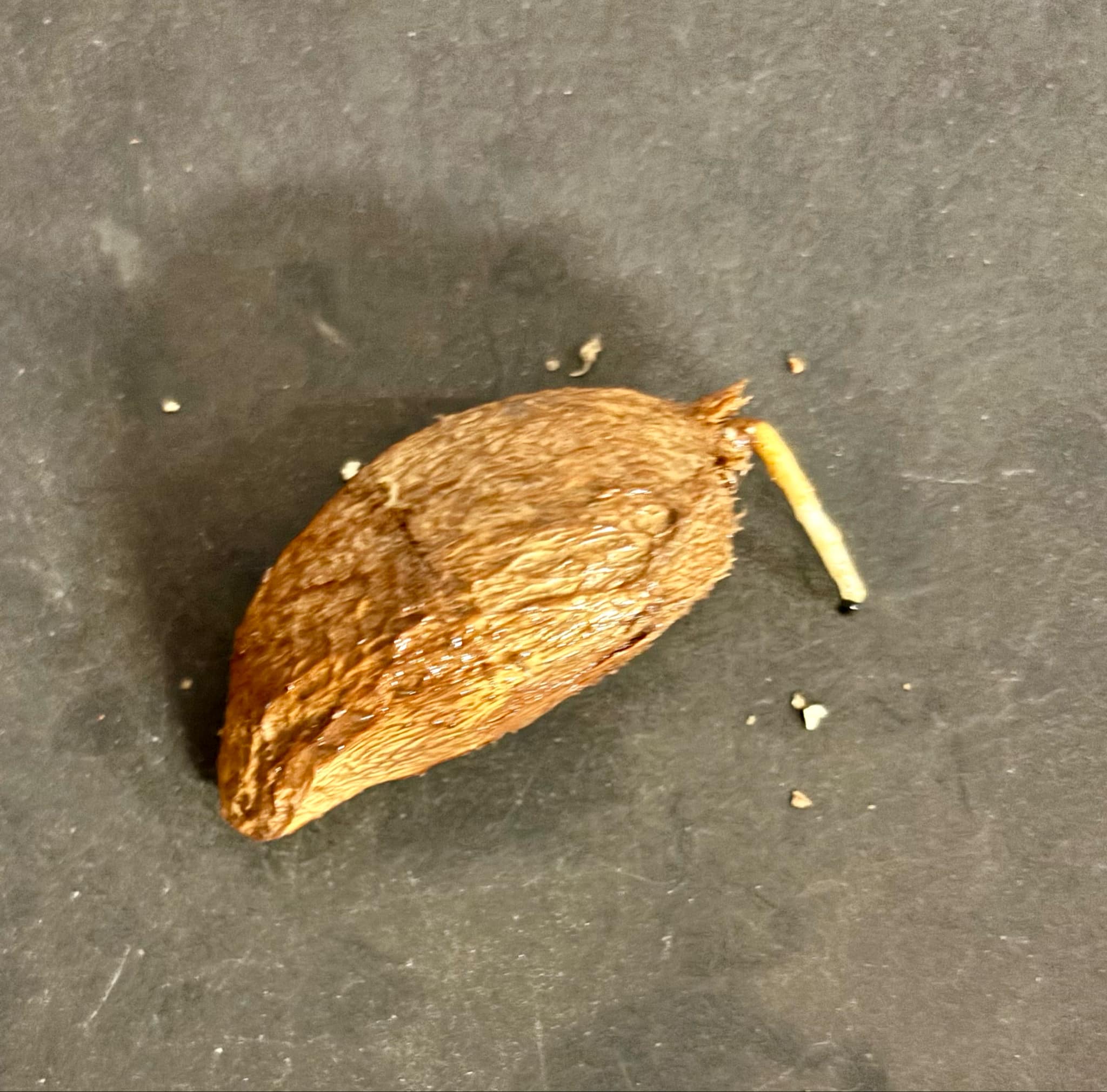 Mamey Apple (Mammea americana) - 1 germinated seed / 1 gekeimter Samen