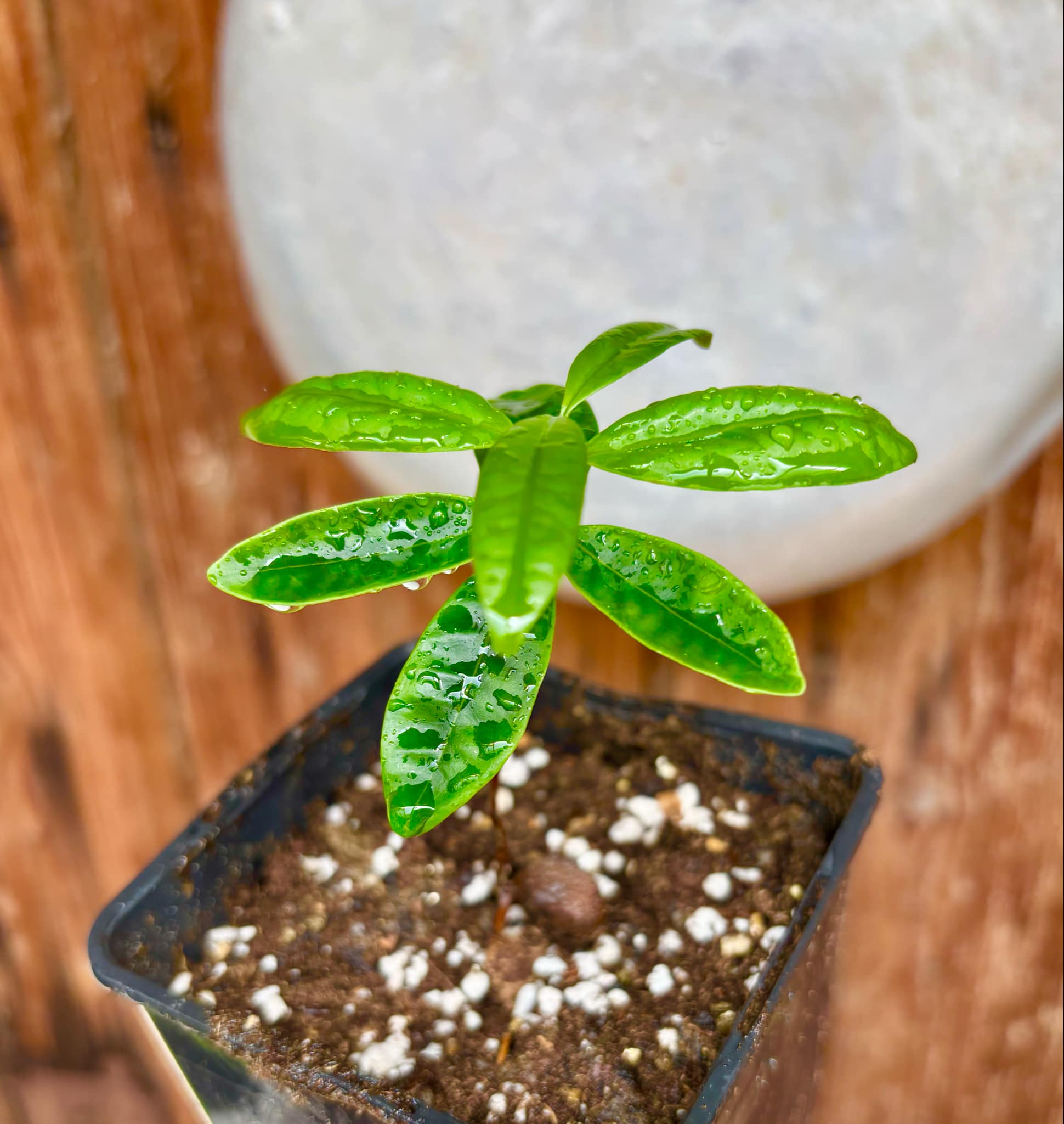 Eugenia cerasiflora - 1 potted plant - 1 getopfte Pflanze Eugenia cerasiflora - 1 potted plant - 1 getopfte Pflanze