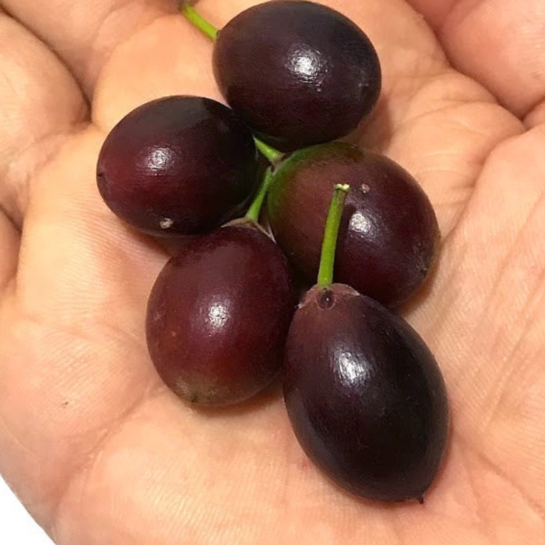 Pouteria gardneri - 1 potted seedling / 1 getopfter Sämling