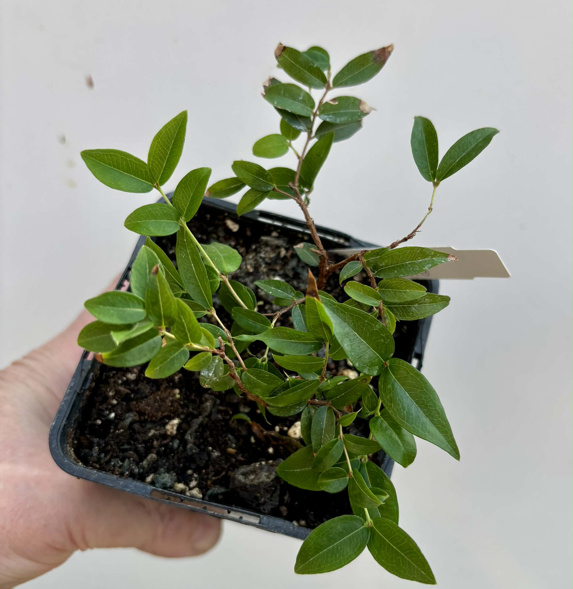 Jaboticaba - Plinia sp Canelinha Polpa rosea - 1 potted seedling / 1 getopfter Sämling
