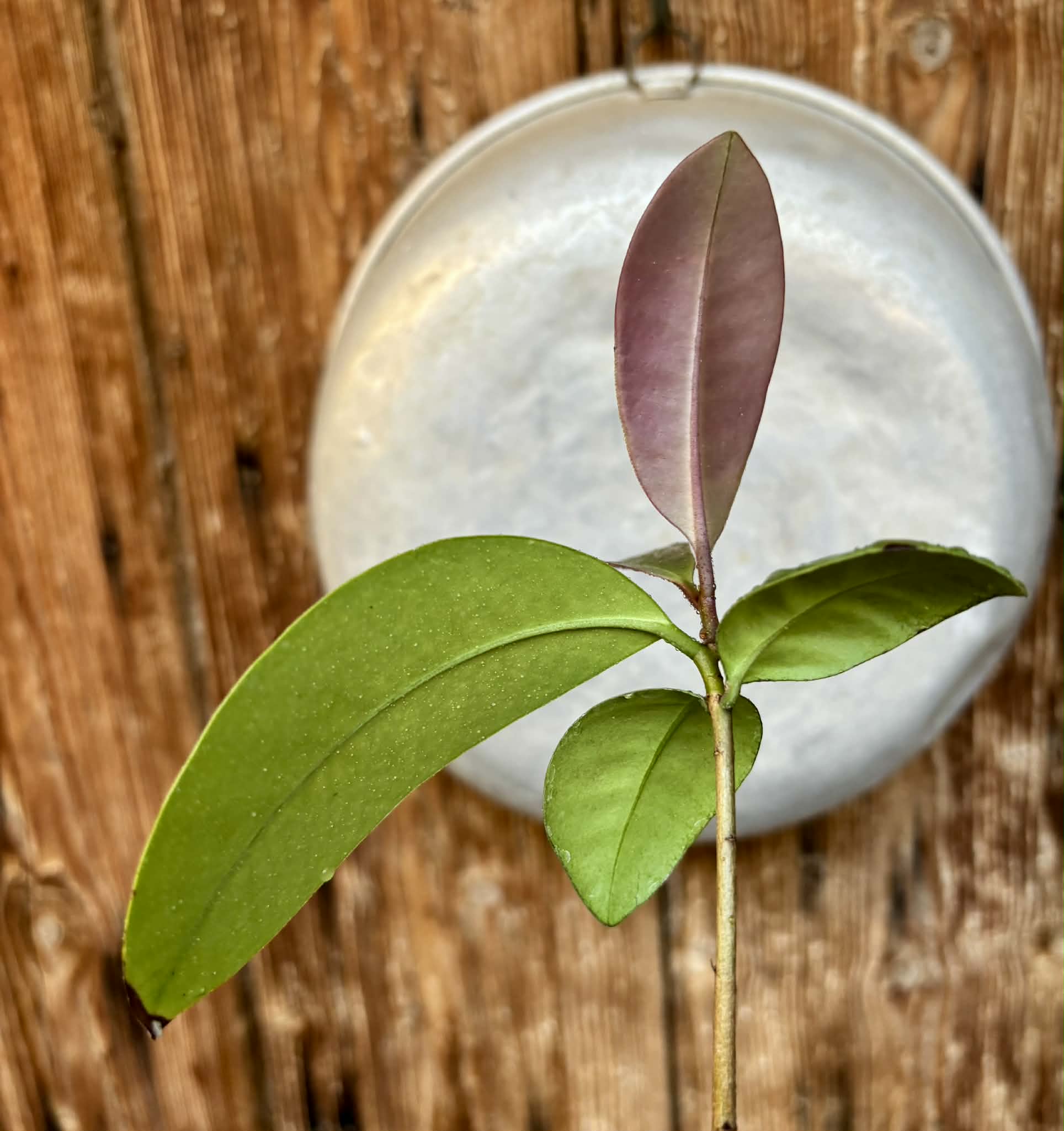 Eugenia sp Unana -  1 potted seedling / 1 getopfter Sämling