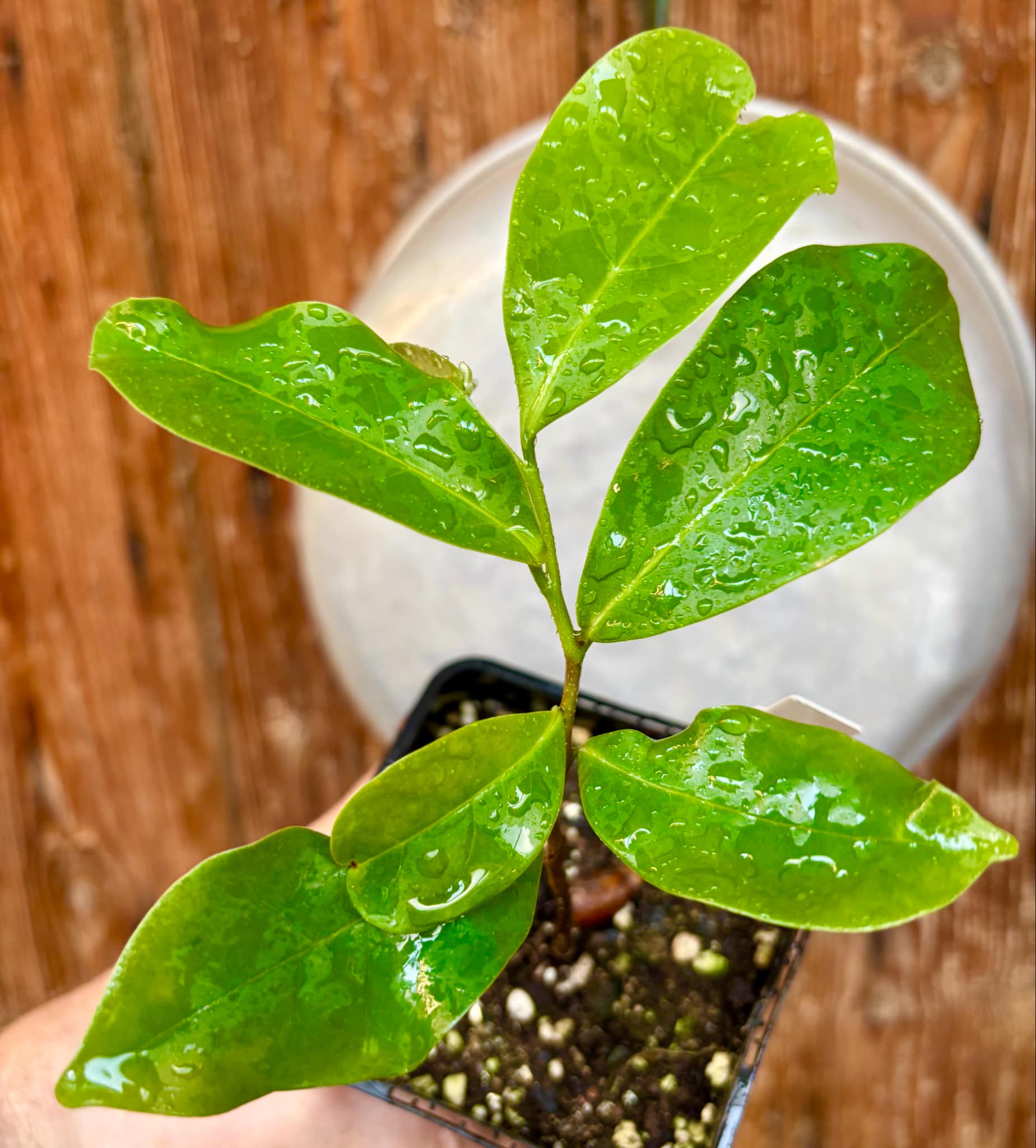 Annona montana - Mountain Soursop - 1 potted plant / 1 getopfte Pflanze
