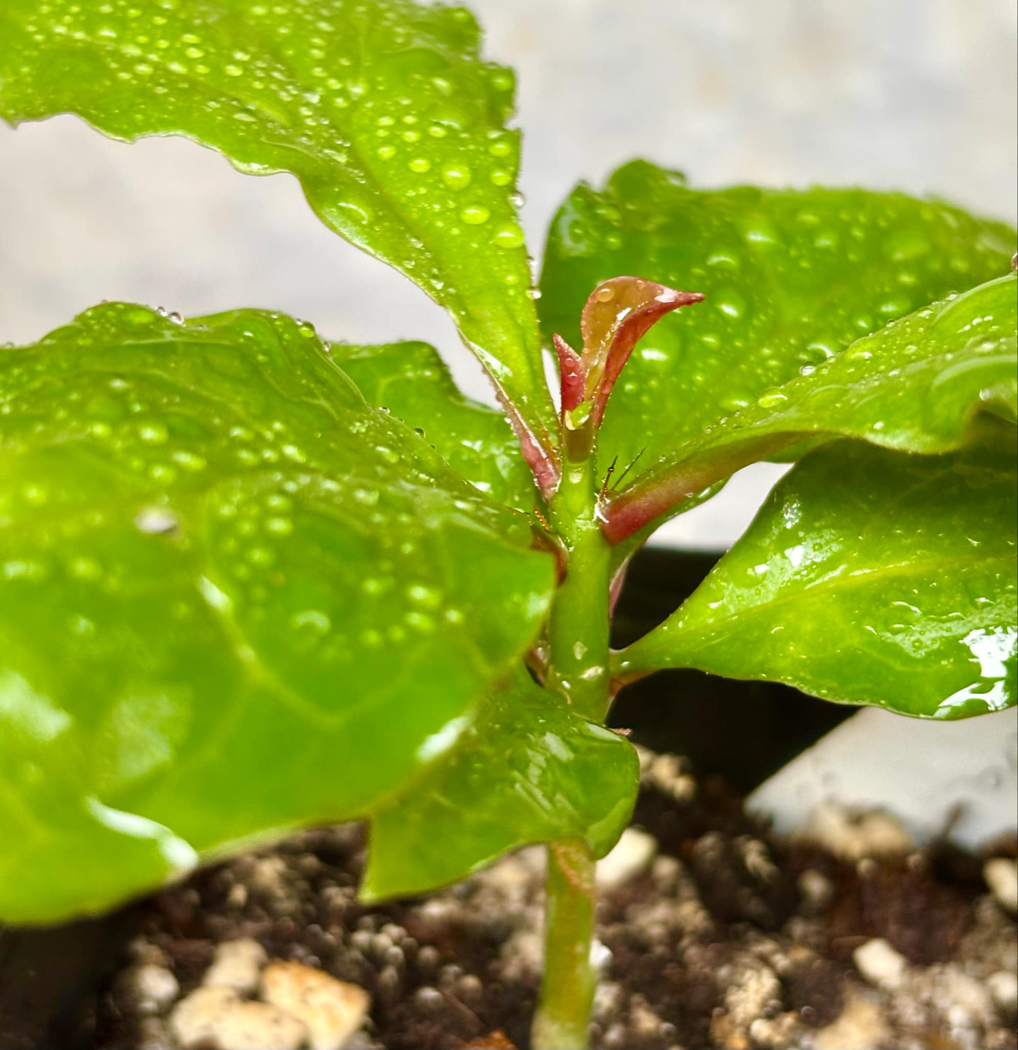 Pereskia bleo - Leuenbergeria bleo - 1 potted plant / 1 getopfte Pflanze Pereskia bleo - Leuenbergeria bleo - 1 potted plant / 1 getopfte Pflanze
