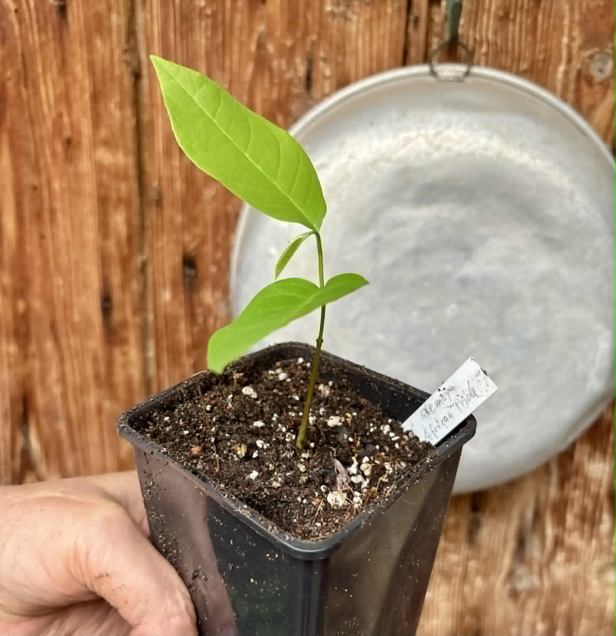 Atemoya African Pride - 1 potted seedling / 1 getopfter Sämling