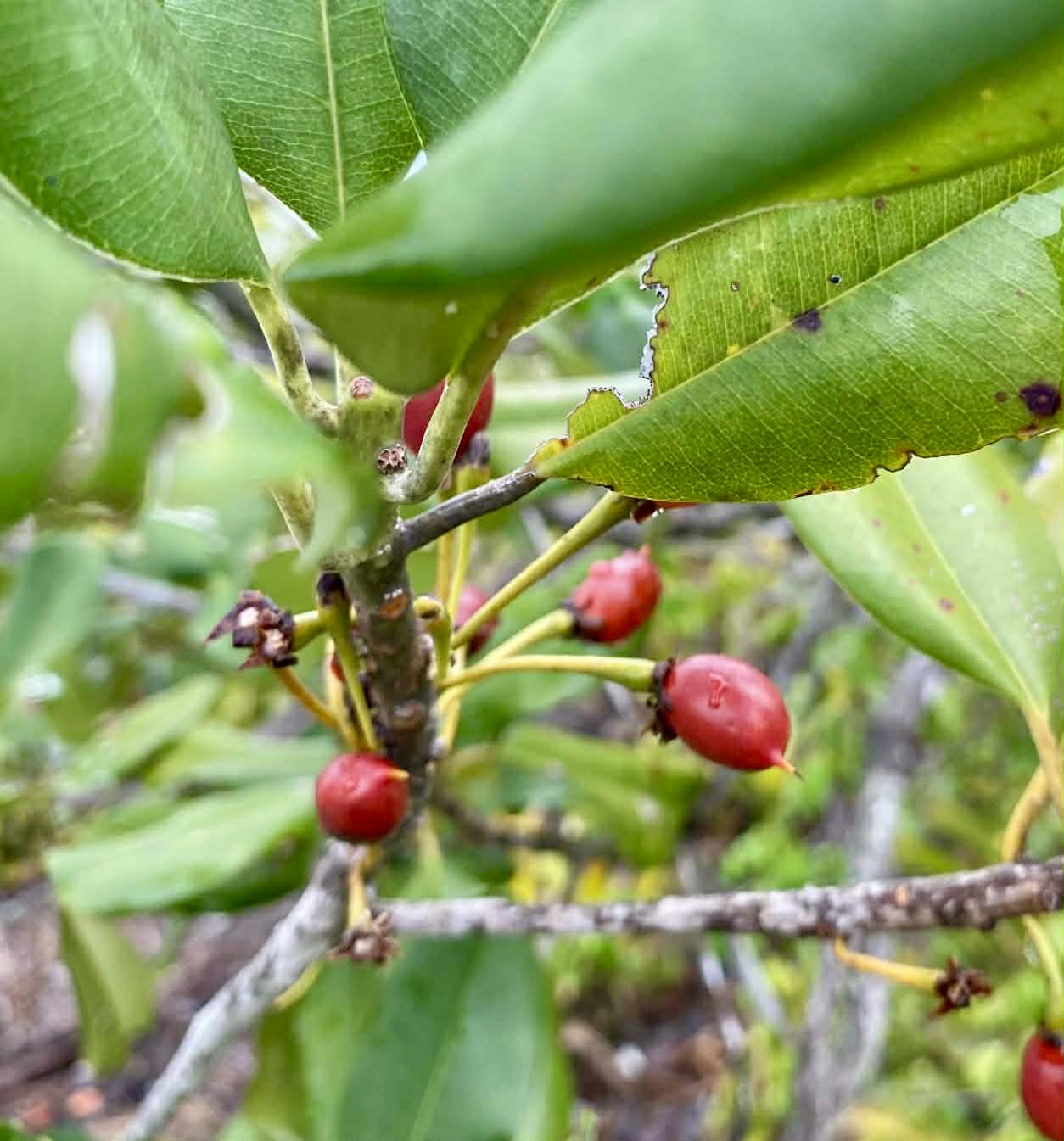 Manilkara sp Bahia - 1 fresh seed / 1 frischer Samen