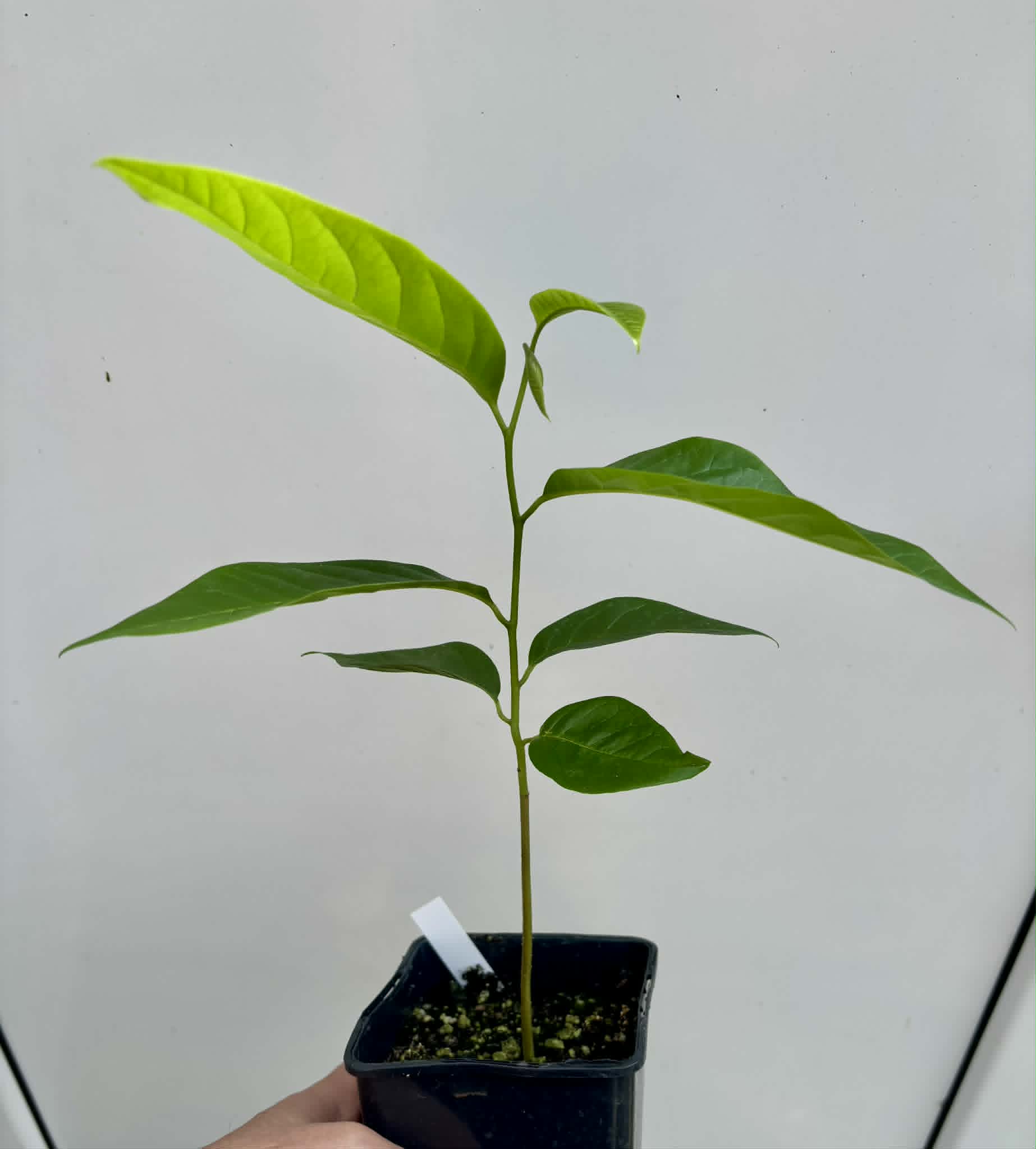 Annona reticulata var Ruby Heart- 1 potted seedling / 1 getopfter Sämling