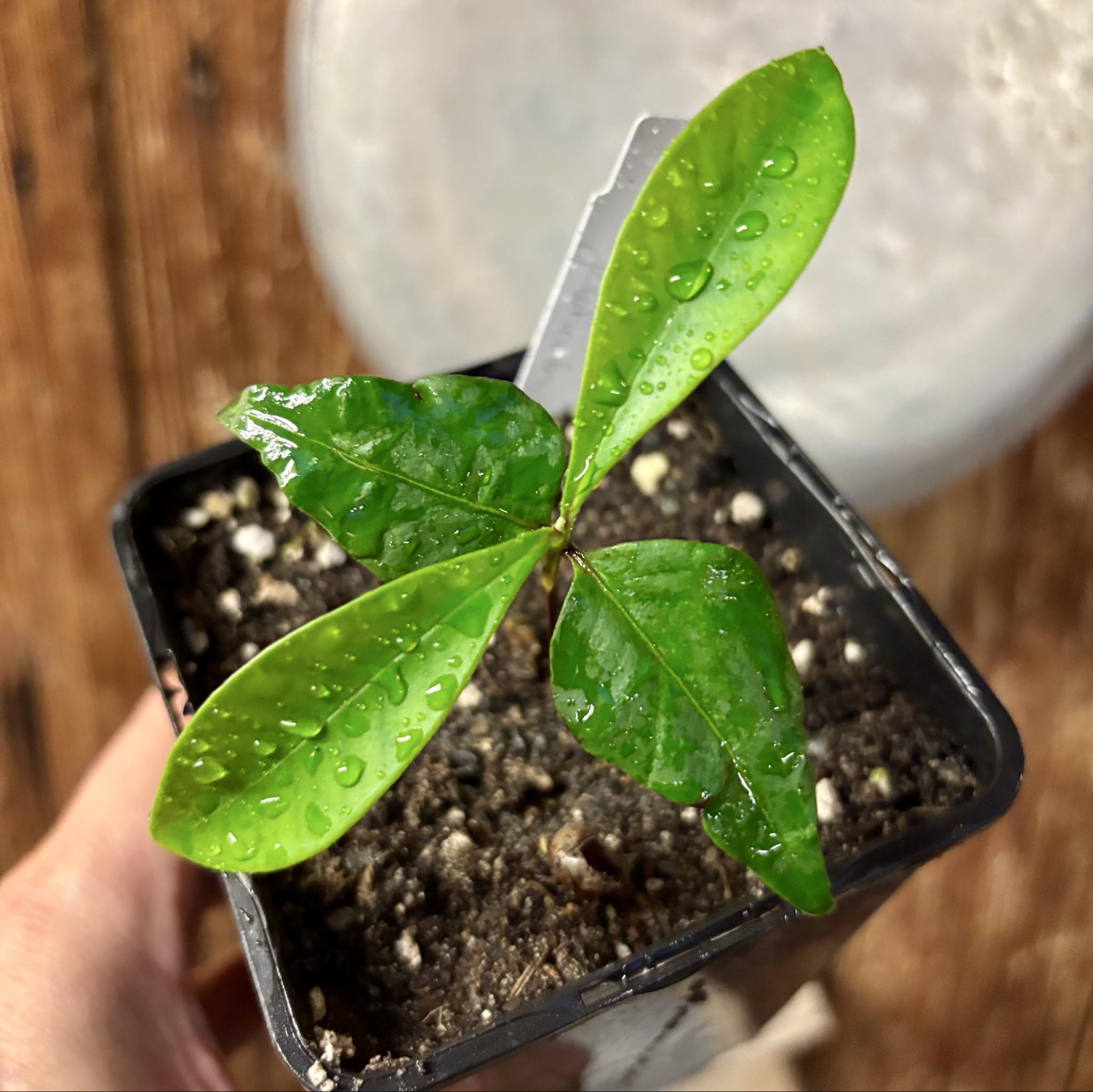 Myrcia sp Jaboticaba Bahia -  1 potted seedling / 1 getopfter Sämling