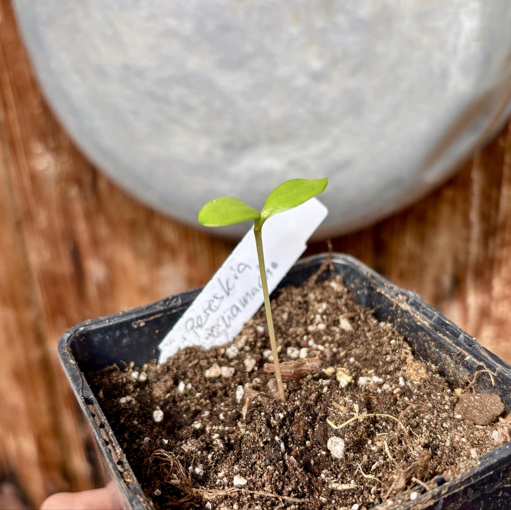 Guamacho (Pereskia guamacho) - Leuenbergeria guamacho - 1 potted seedling / 1 getopfter Sämling