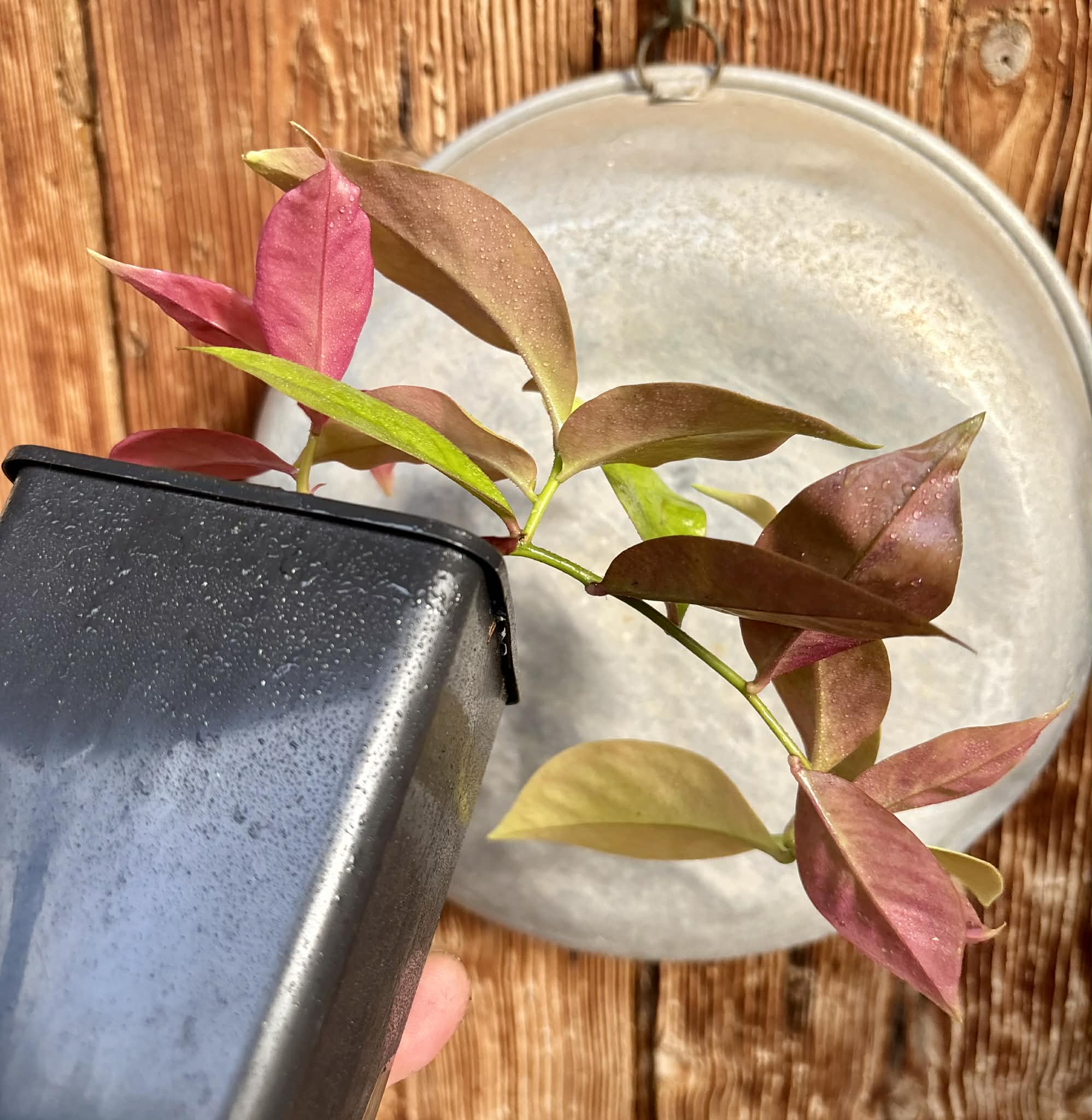 Pereskia aculeata var. godseffiana (Barbados Gooseberry) - 1 potted plant / 1 getopfte Pflanze