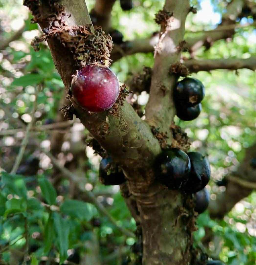 Pre Order - Plinia sp Tabuia -  1 fresh seed / 1 frischer Samen