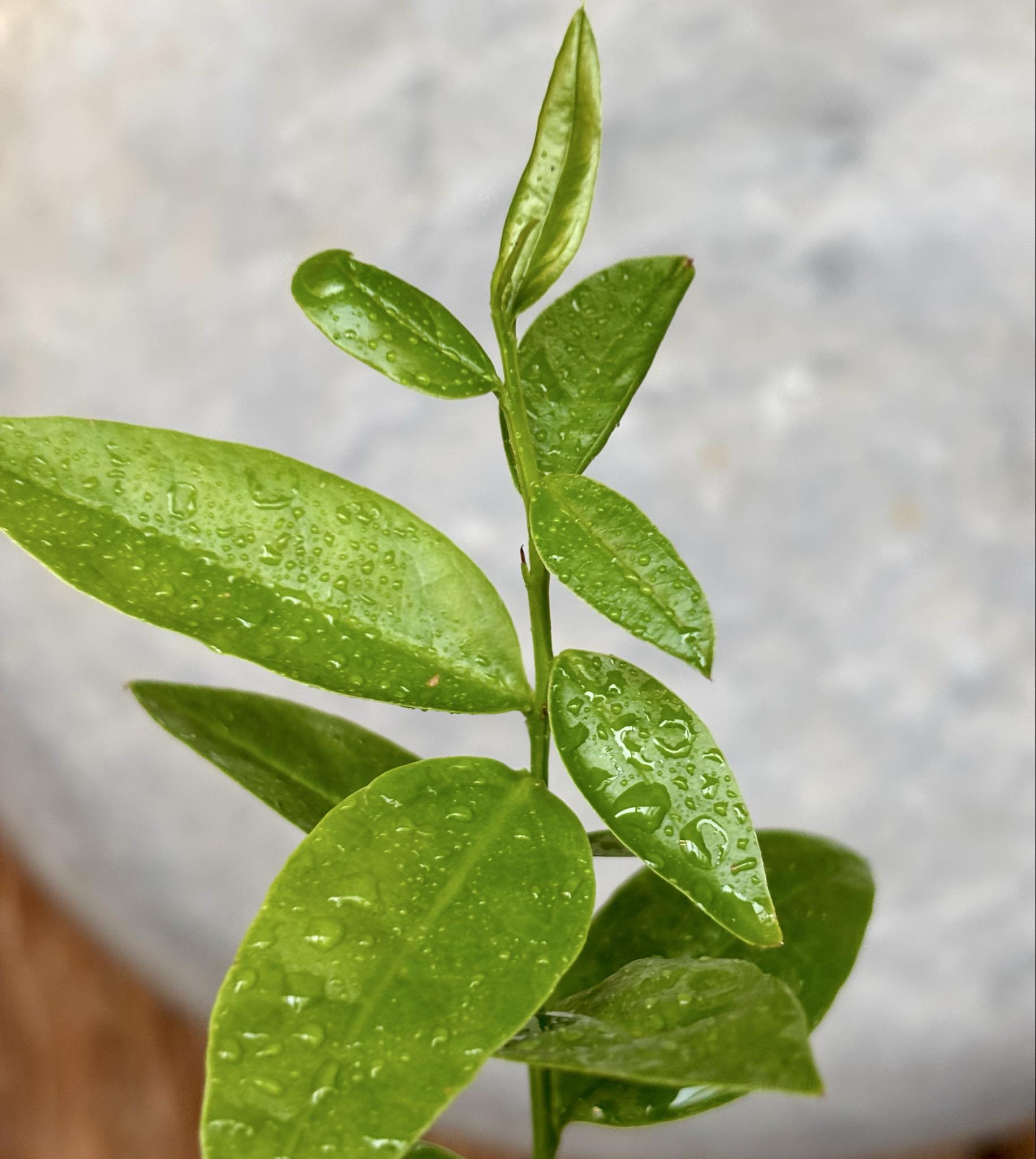 Ximenia americana - Ameixa da Caatinga - 1 potted seedling / 1 getopfter Sämling