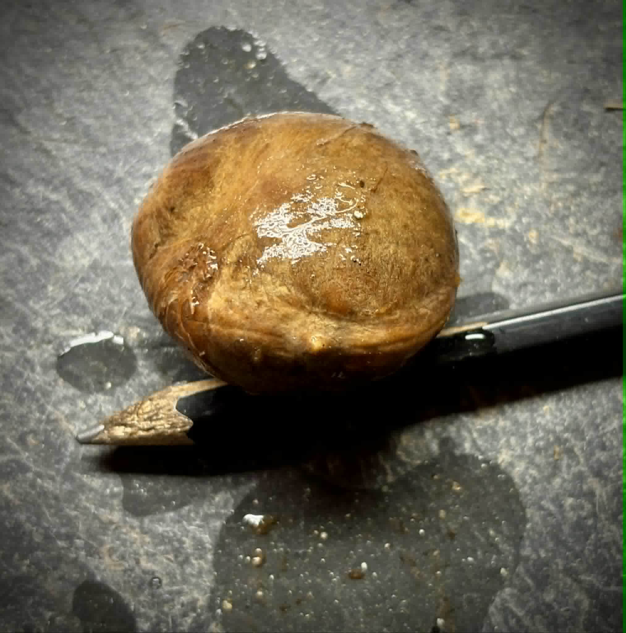 Plinia rara Costata Camacan - 1 germinated seed / 1 gekeimter Samen