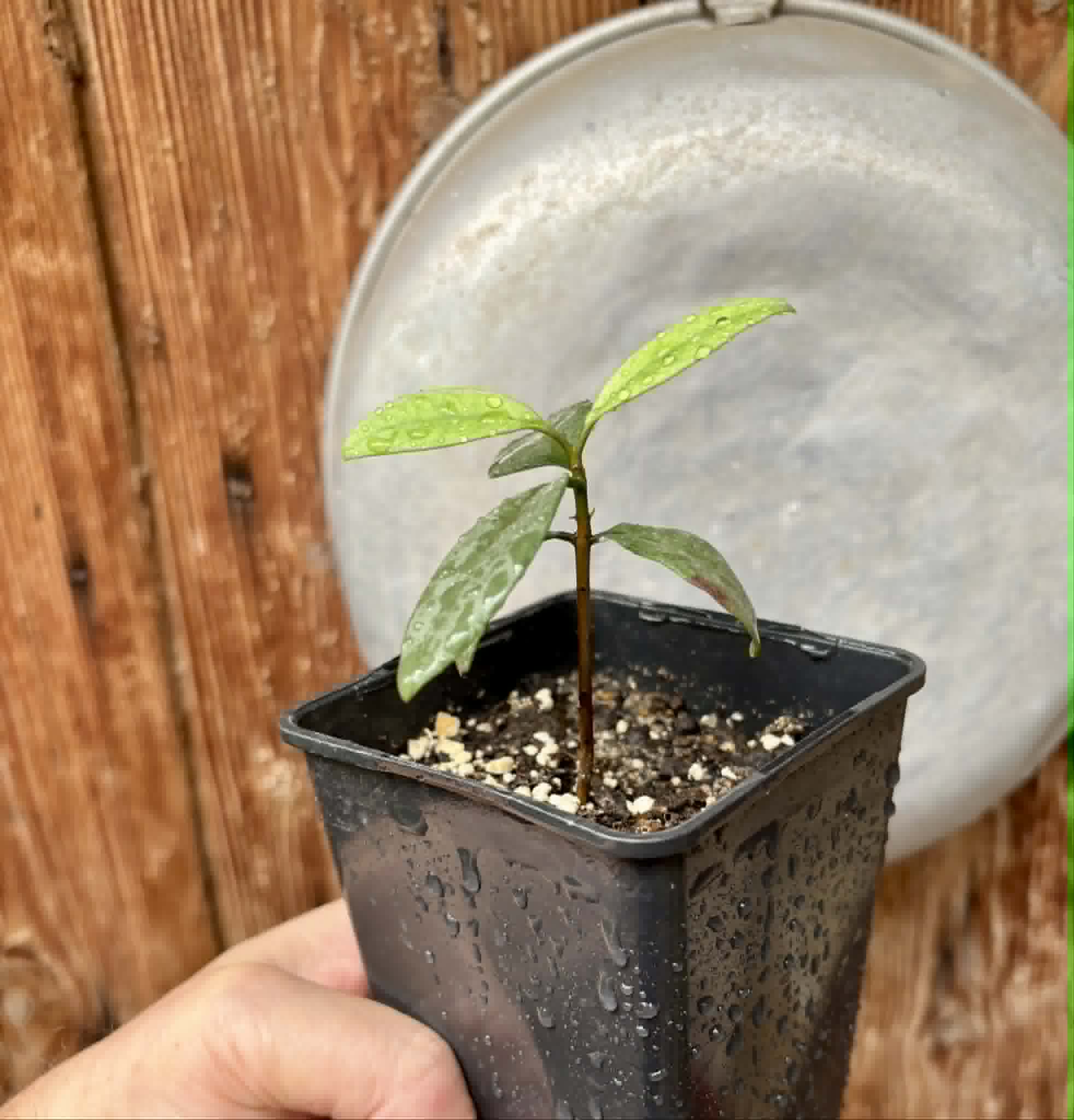 Eugenia sp Unana -  1 potted seedling / 1 getopfter Sämling