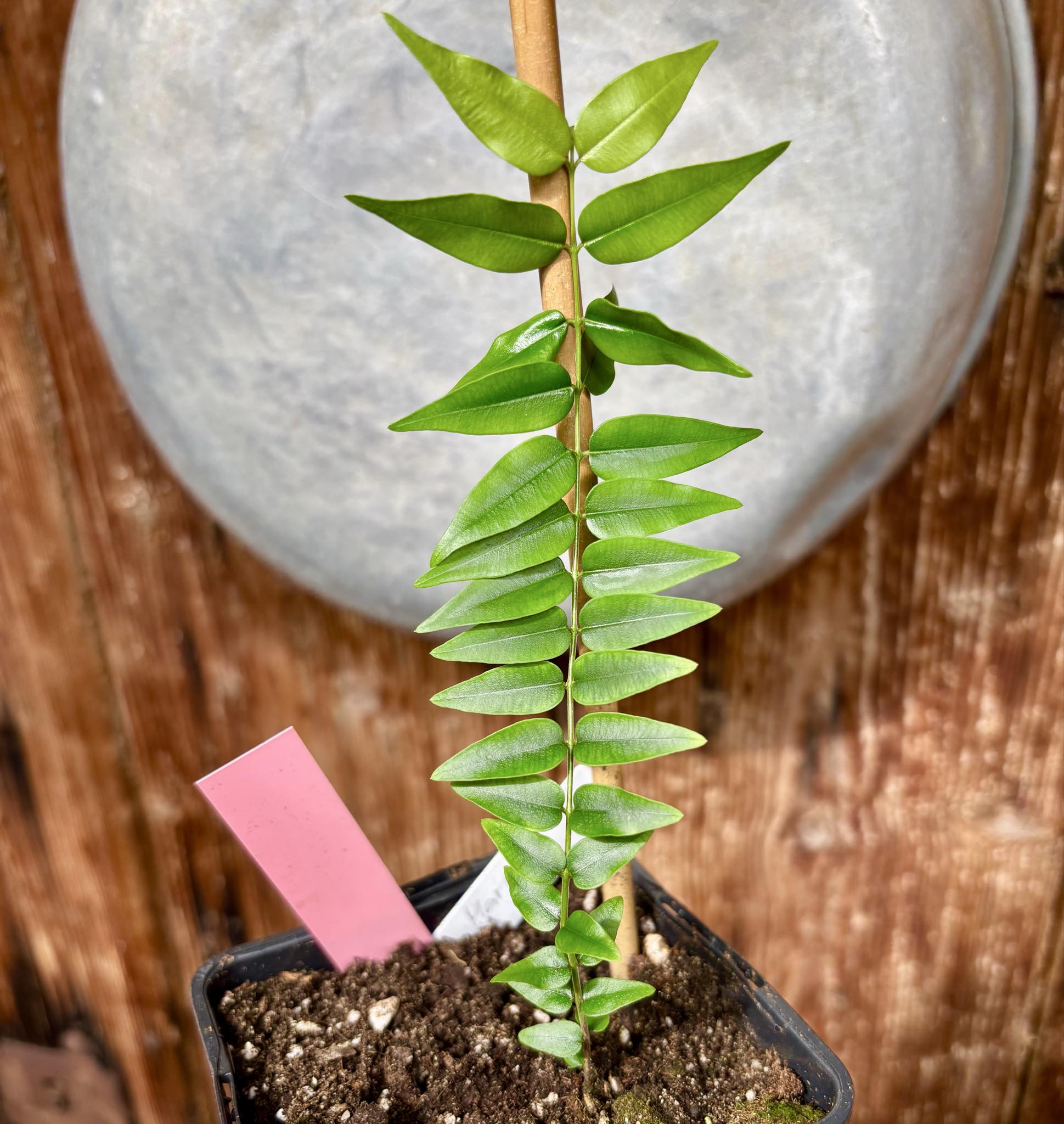 Myrciaria sp Maruim - 1 potted seedling / 1 getopfter Sämling
