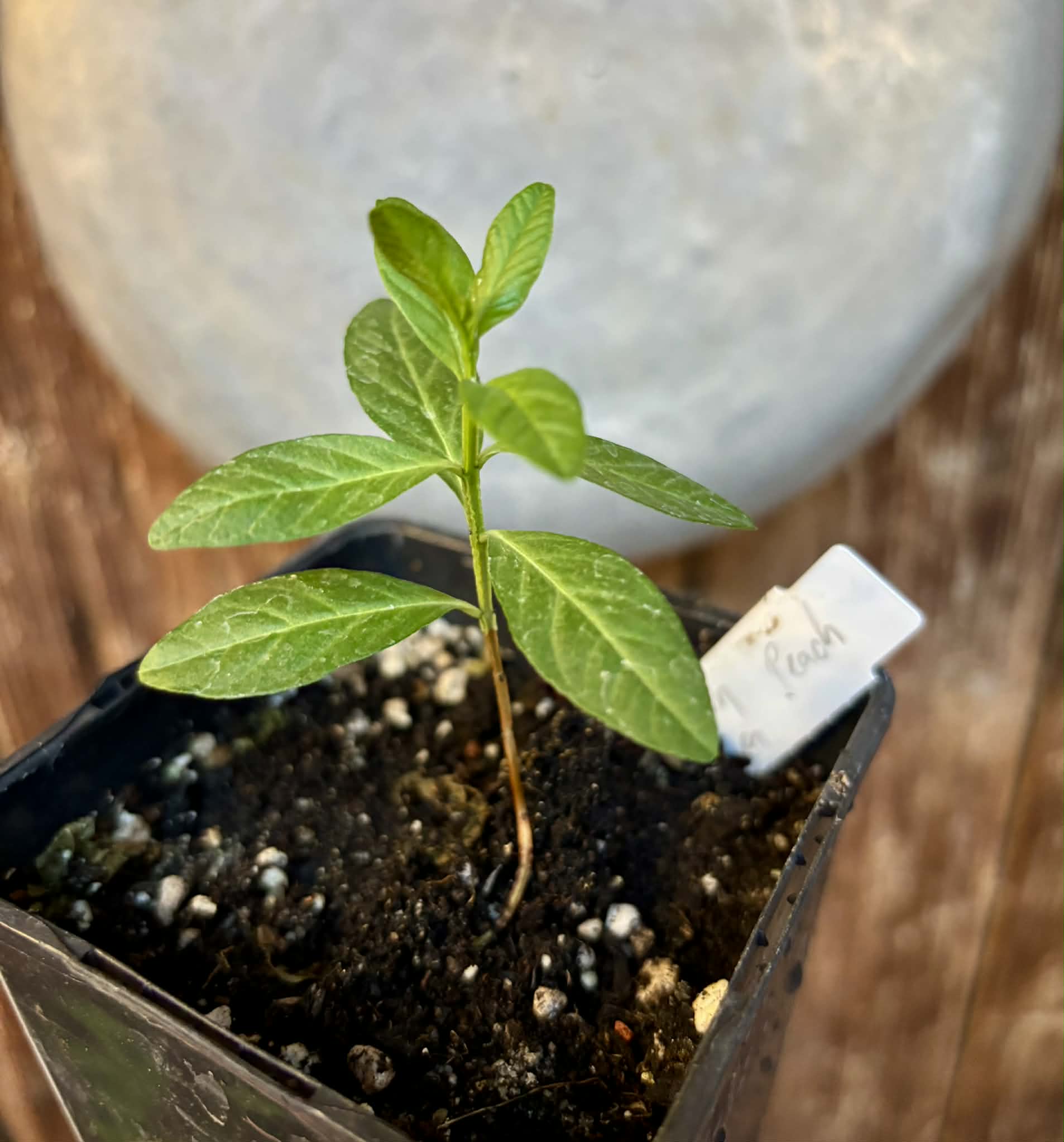 Psidium guajava - Peach - 1 potted plant / 1 getopfte Pflanze