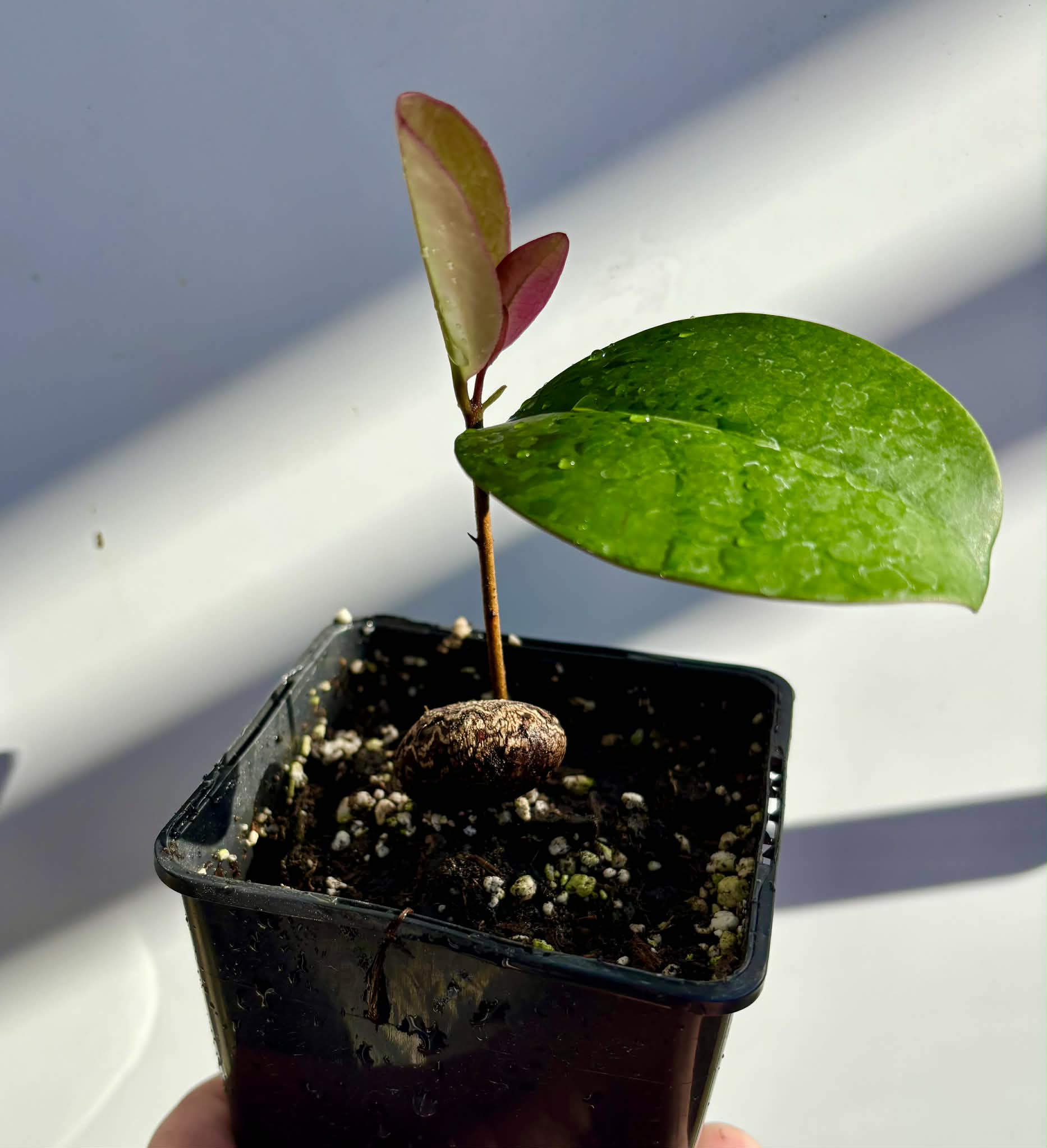 Eugenia sp Essencia negra - 1 potted seedling / 1 getopfter Sämling