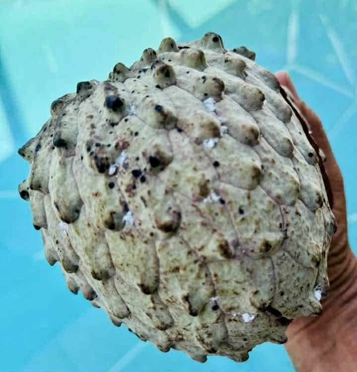 Ilama var. Genova Red (Annona macroprophyllata) - 1 fresh seed / 1 frischer Samen