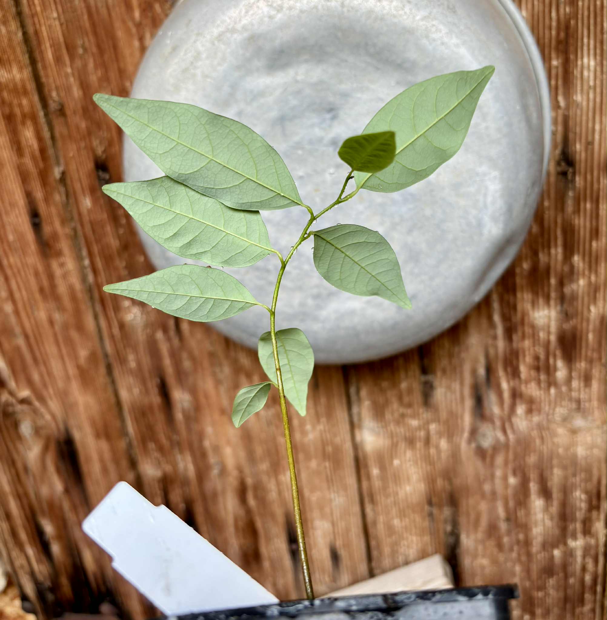 Annona emarginata - 1 potted plant / 1 getopfte Pflanze