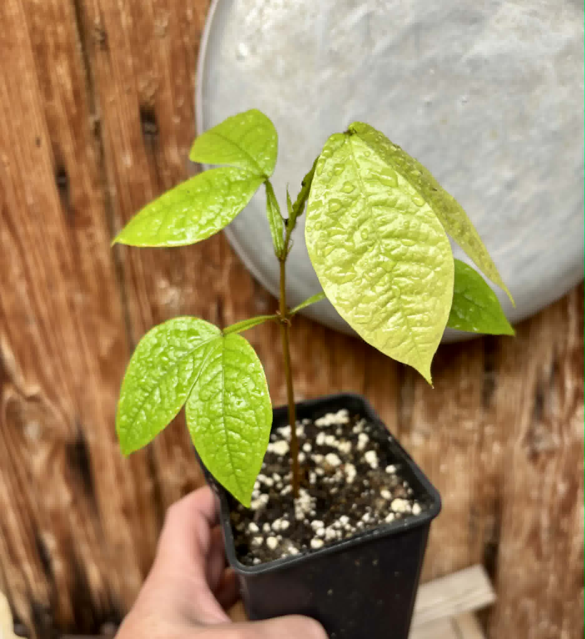 Inga aptera  - 1 potted plant / 1 getopfte Pflanze