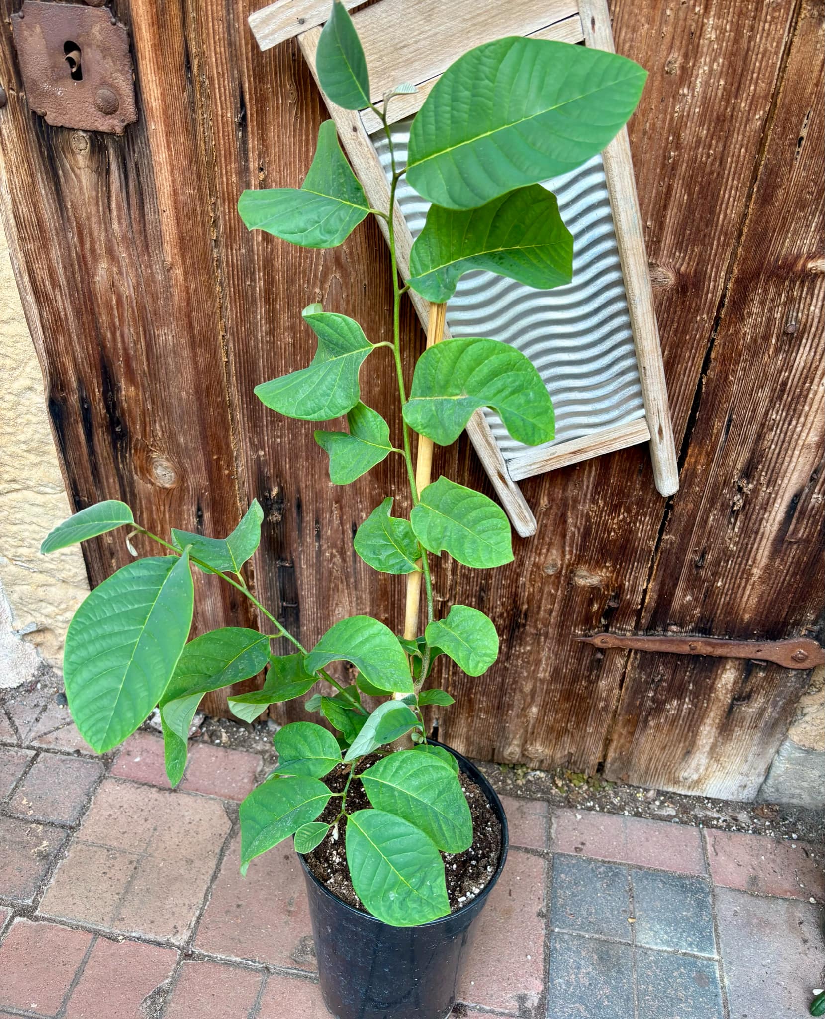 Cherimoya var. Fino de Jete (Annona cherimola) - 1 potted plant / 1 getopfte Pflanze