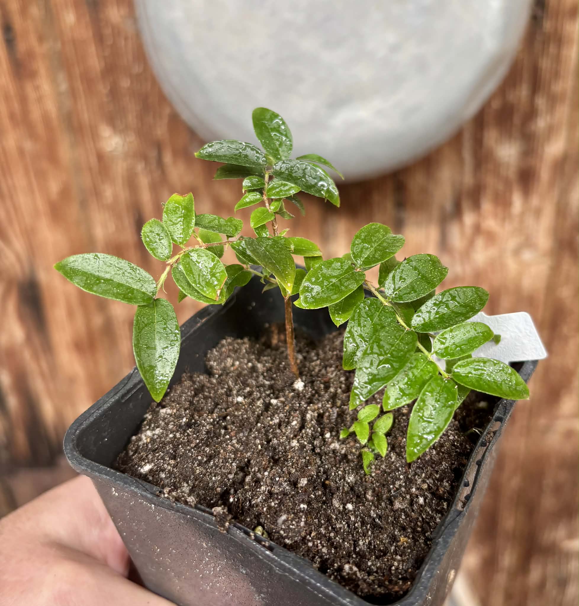 Jaboticaba - Plinia sp Esarme -  1 potted plant / 1 getopfte Pflanze