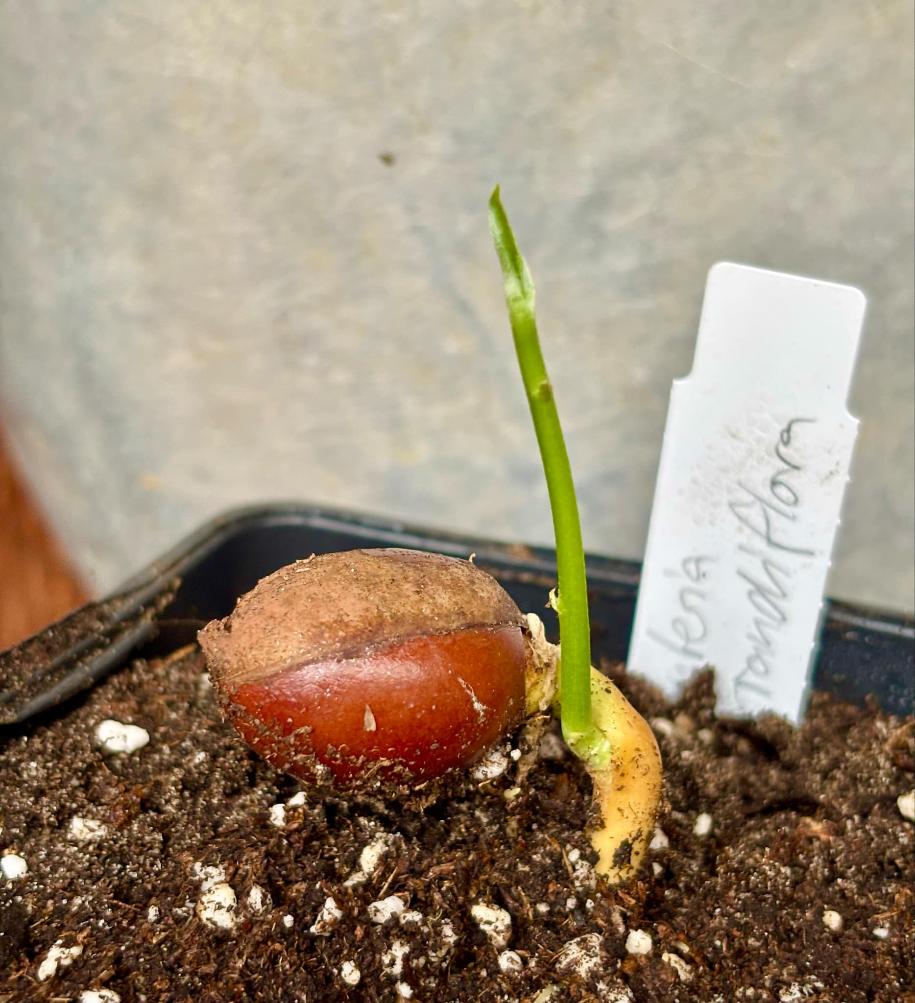 Pouteria grandiflora - 1 small potted seedling / 1 kleiner, getopfter Sämling