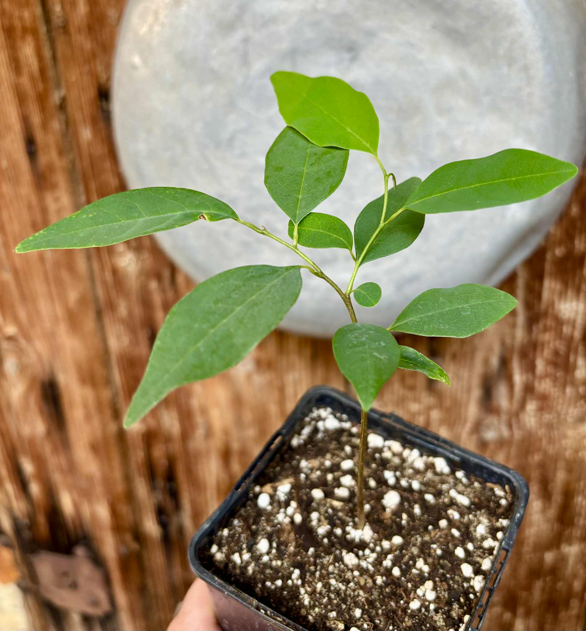 Annona emarginata - 1 potted plant / 1 getopfte Pflanze
