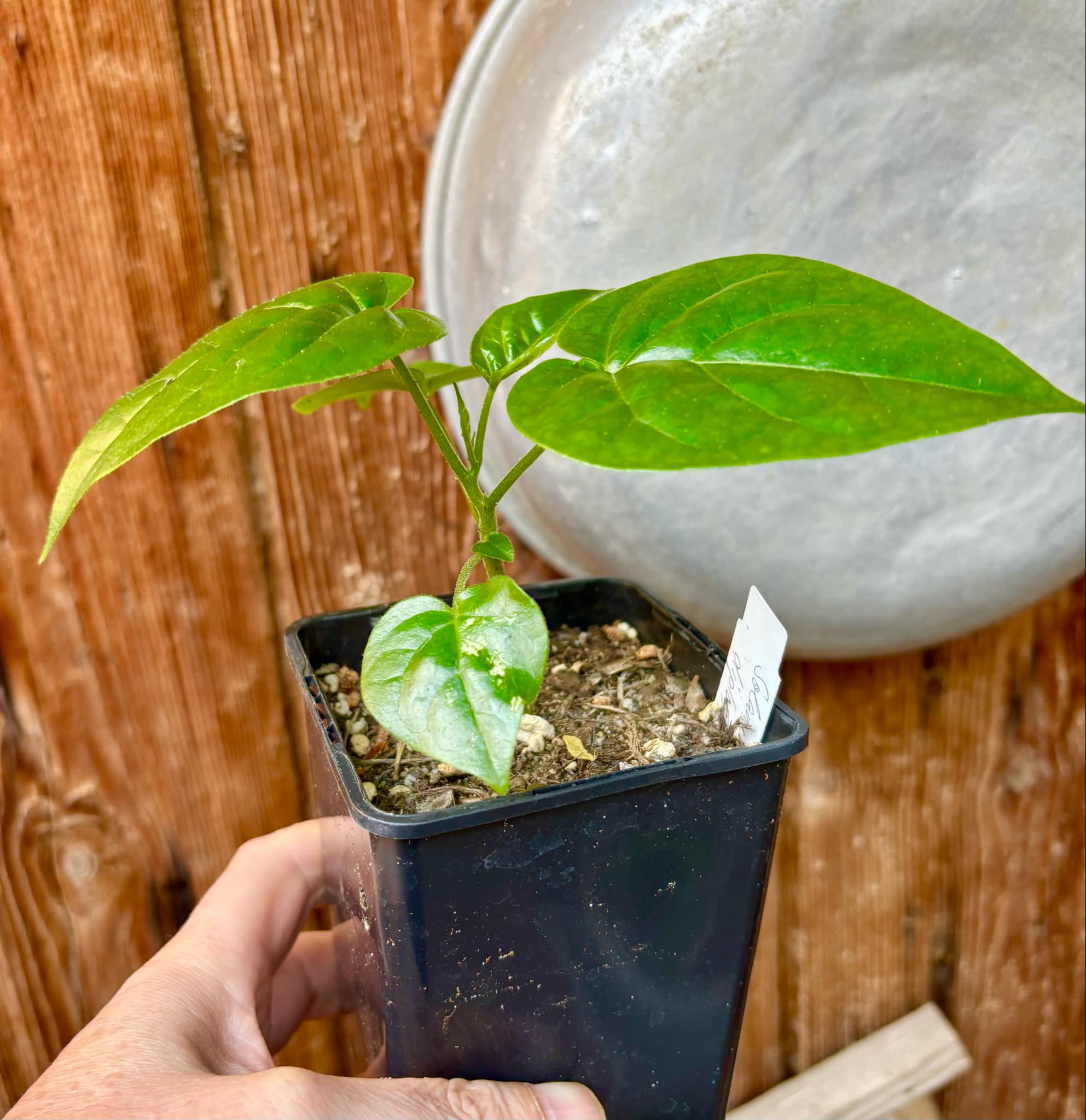Guava Tamarillo (Solanum diploconos) - 1 small potted seedling / 1 kleiner, getopfter Sämling Guava Tamarillo (Solanum diploconos) - 1 small potted seedling / 1 kleiner, getopfter Sämling