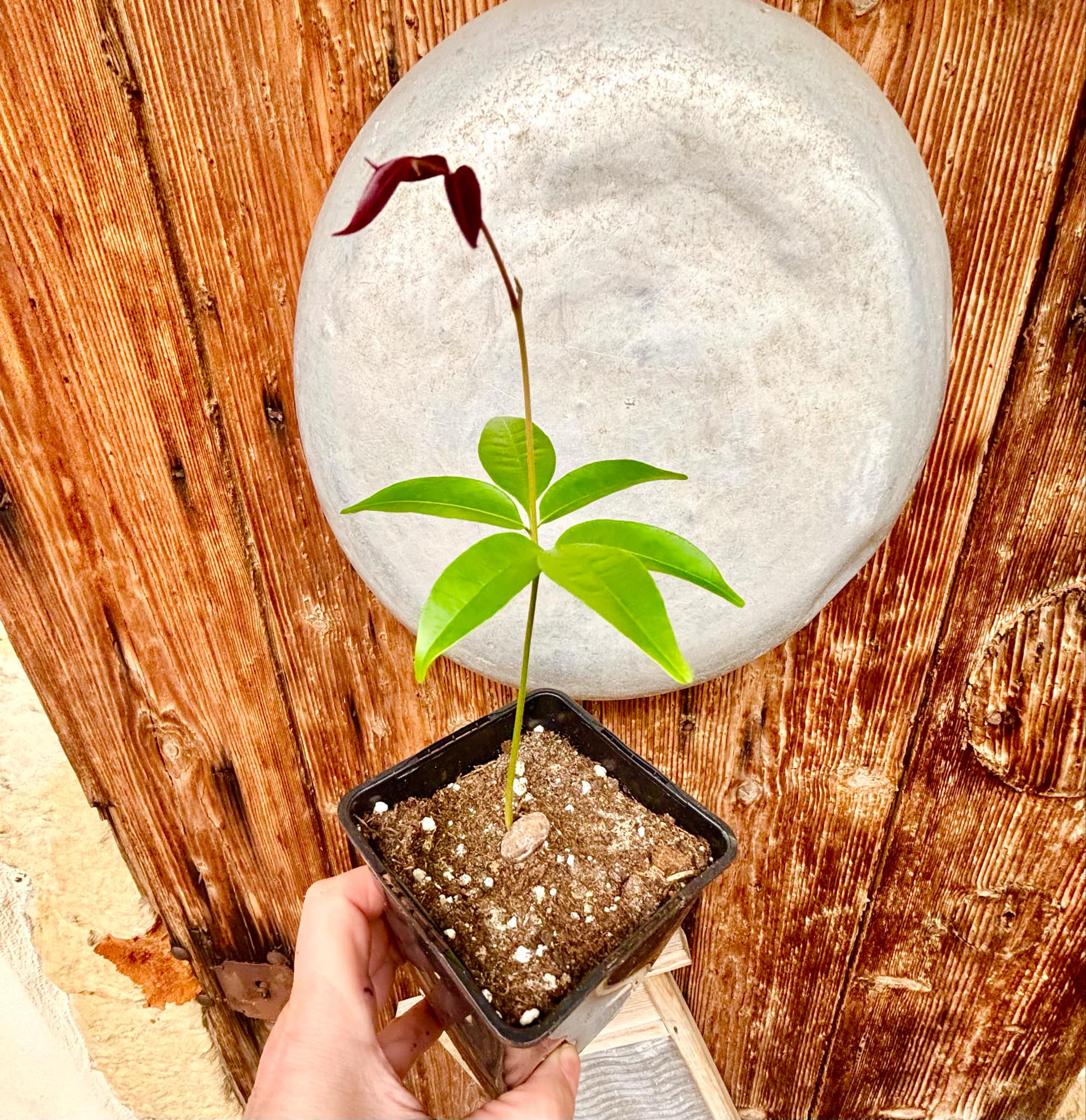 Talisia cerasina - 1 potted seedling / 1 getopfter Sämling