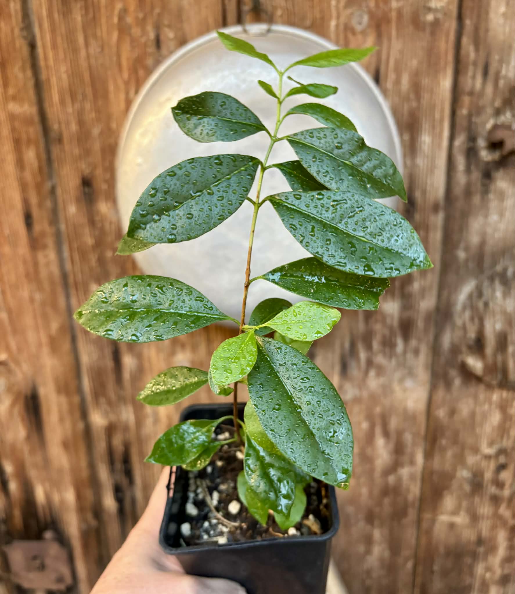 Psidium cattleyanum - Strawberry Guava  - 1 potted plant / 1 getopfte Pflanze