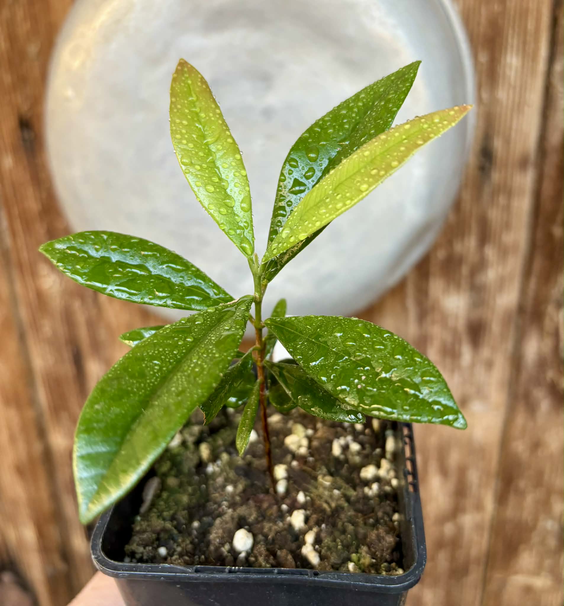 Myrcia luschnathiana -  1 potted seedling / 1 getopfter Sämling